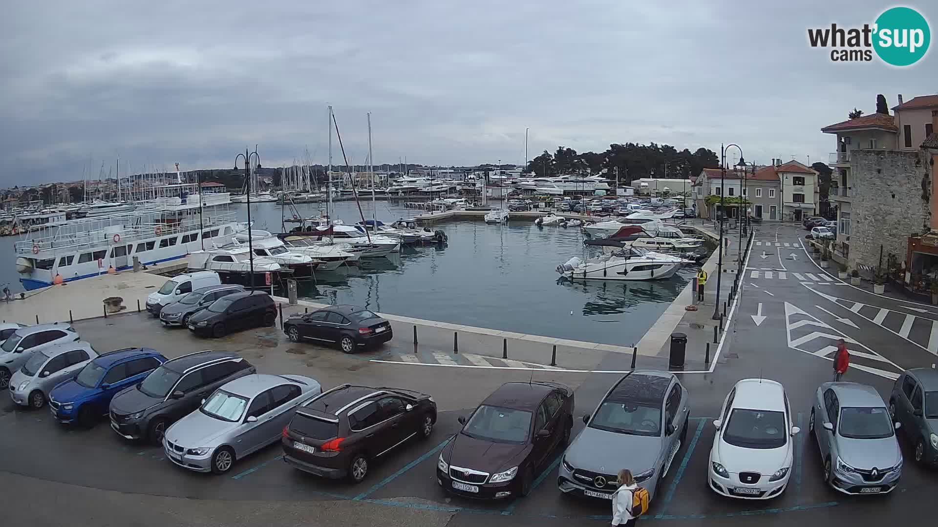 Novigrad | Porporela marina