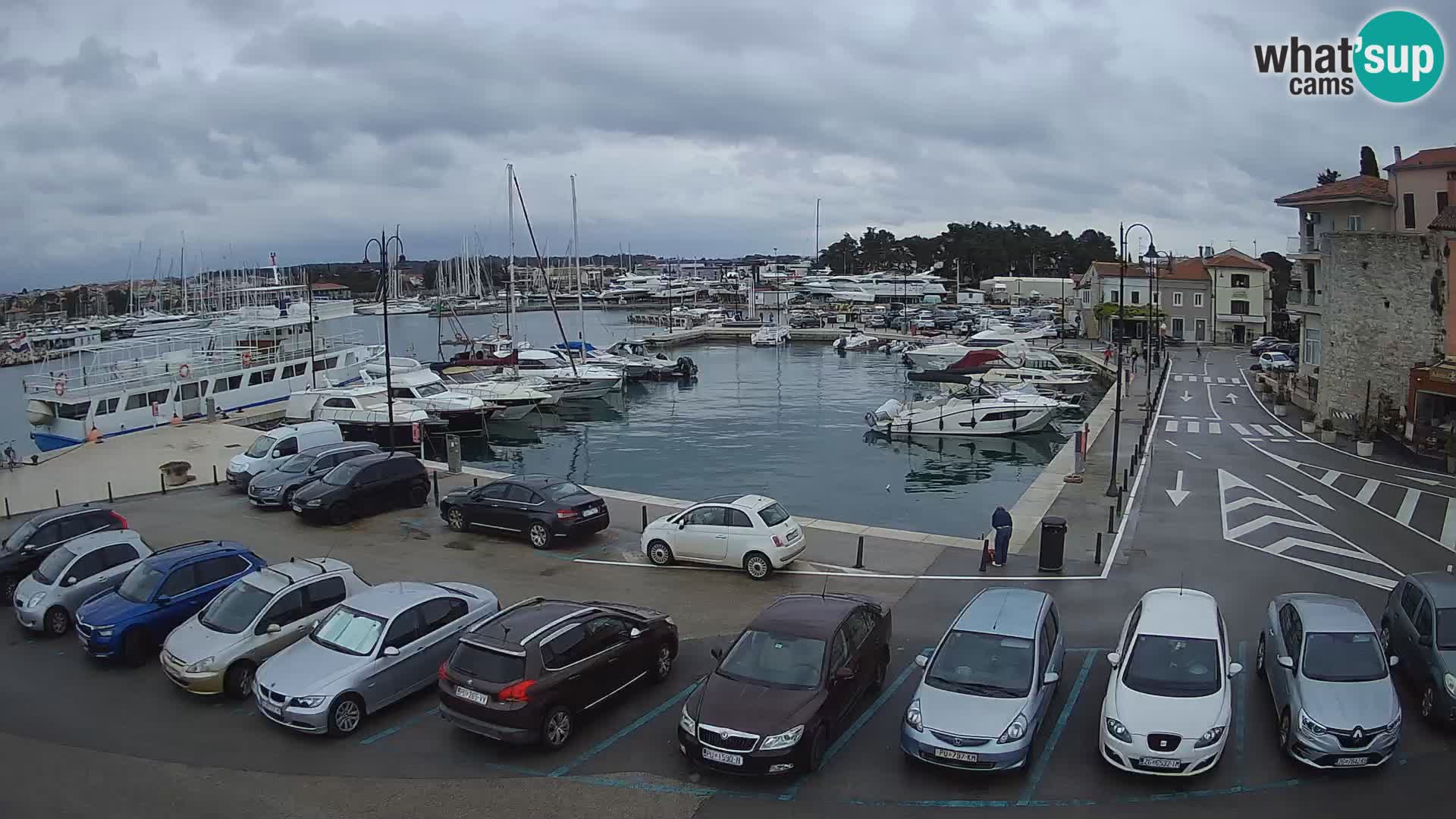 Novigrad | Porporela marina
