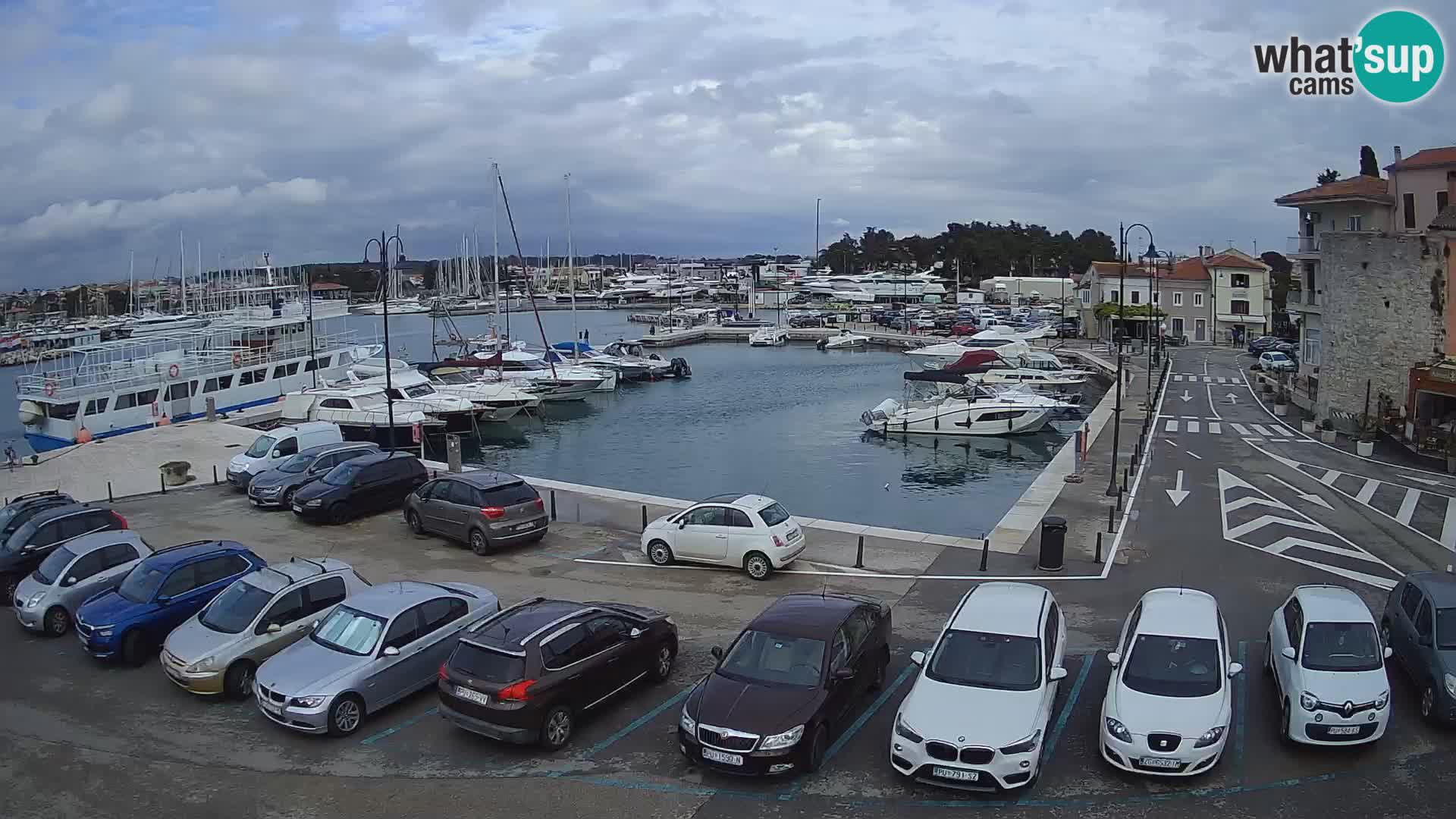 Novigrad | Porporela marina