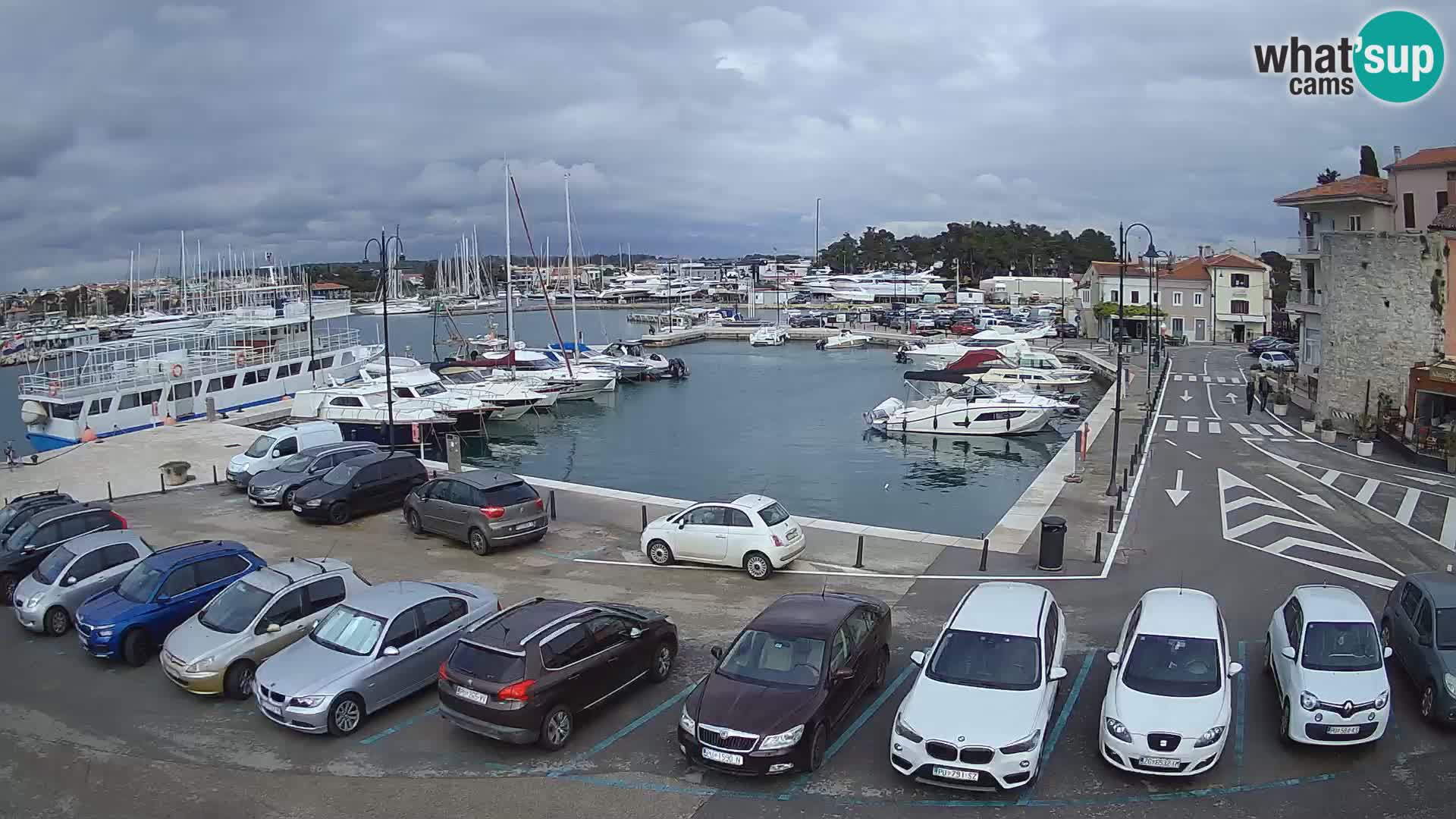 Novigrad | Porporela marina
