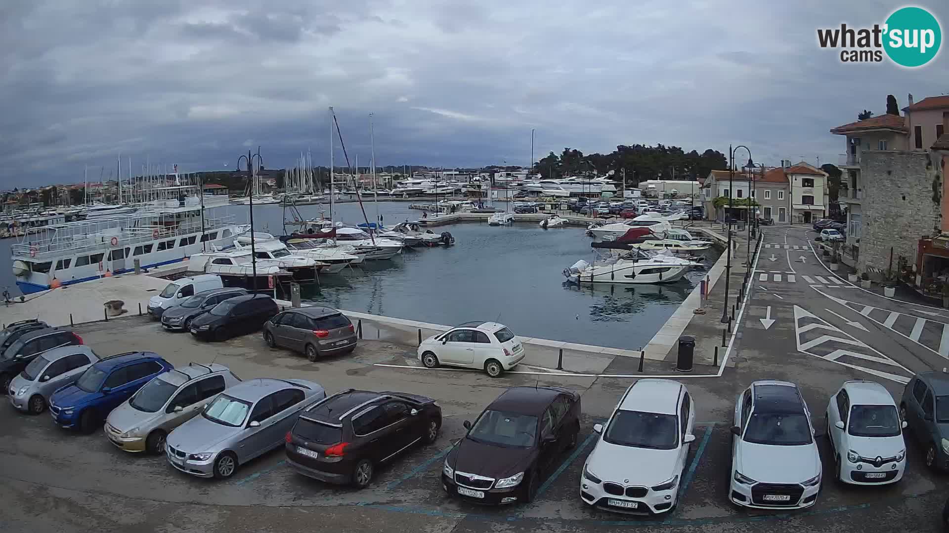 Novigrad | Porporela marina