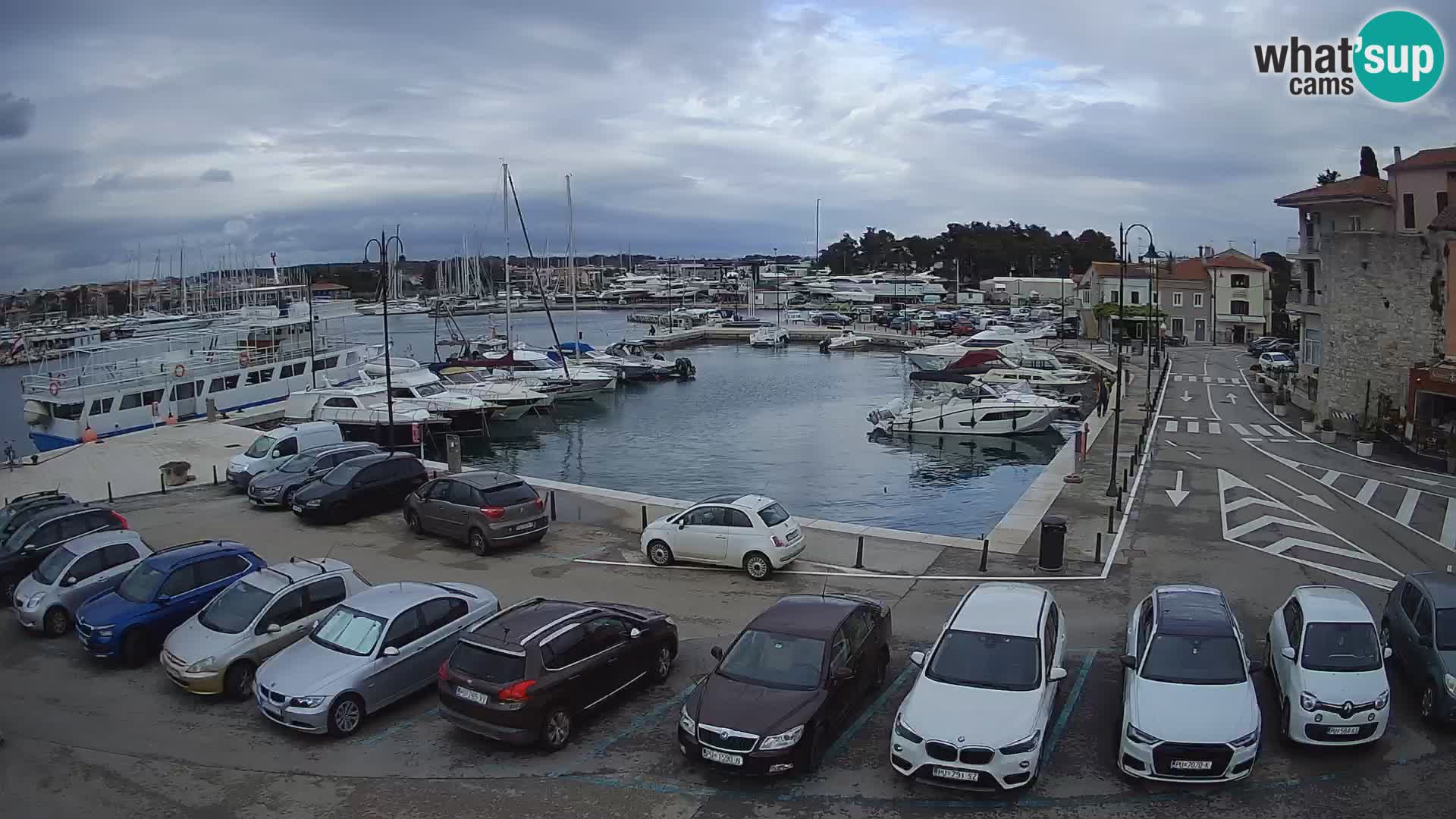 Novigrad | Porporela marina