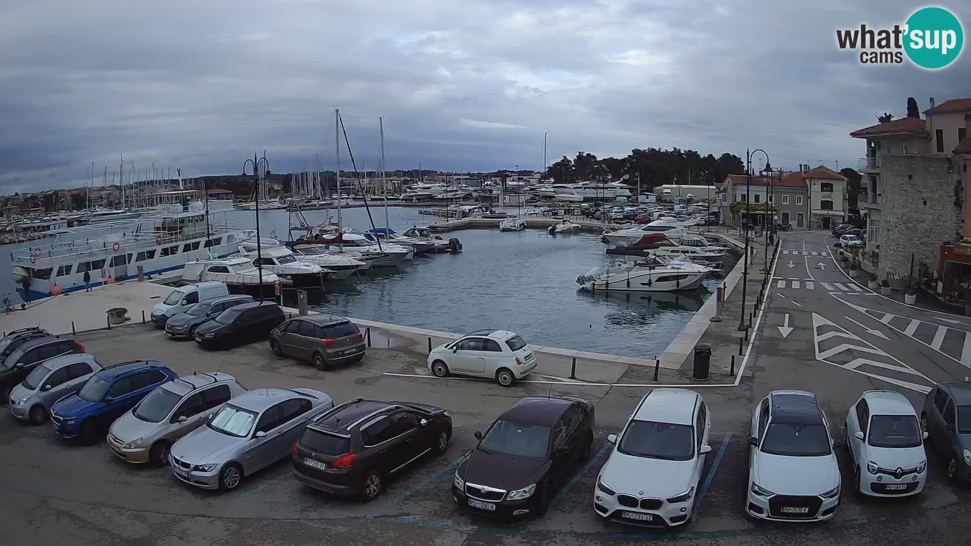 Novigrad | Porporela marina