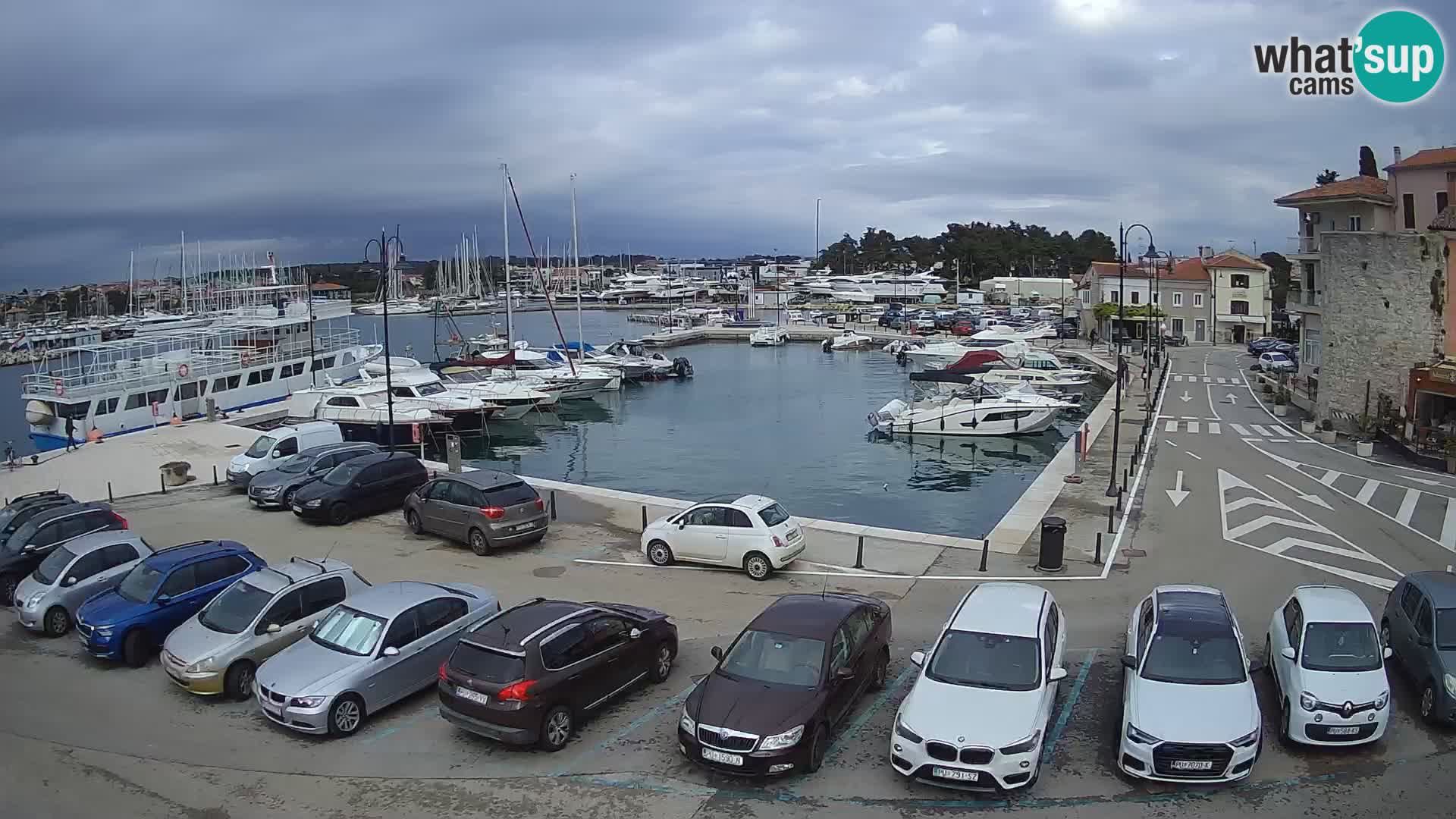 Novigrad | Porporela marina