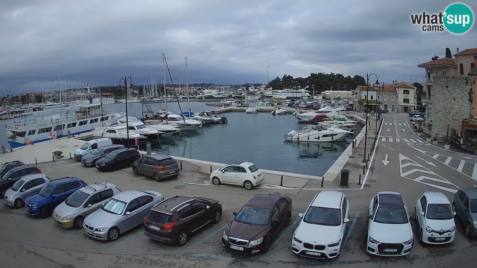 Novigrad | Porporela marina