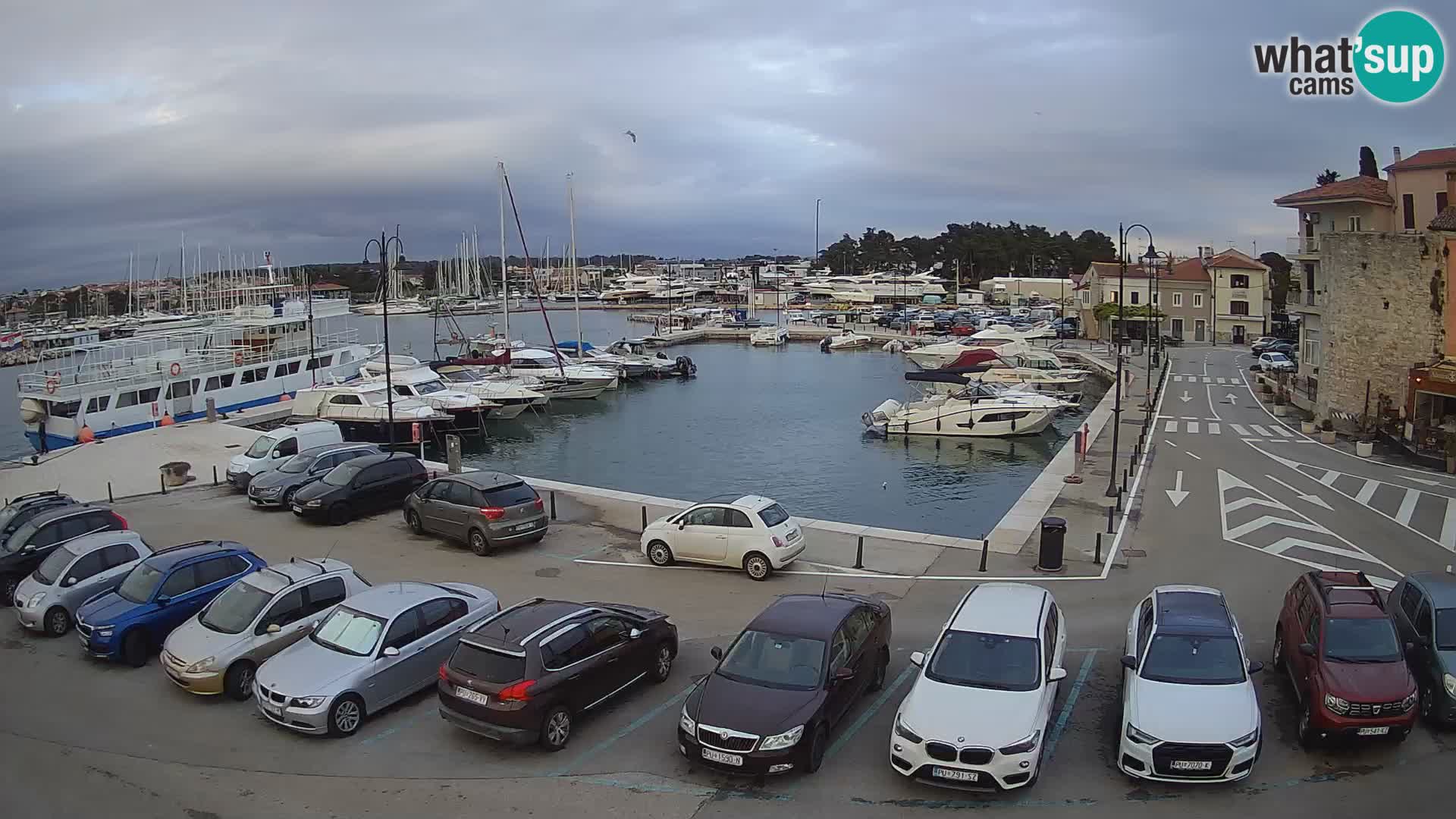 Novigrad | Porporela marina