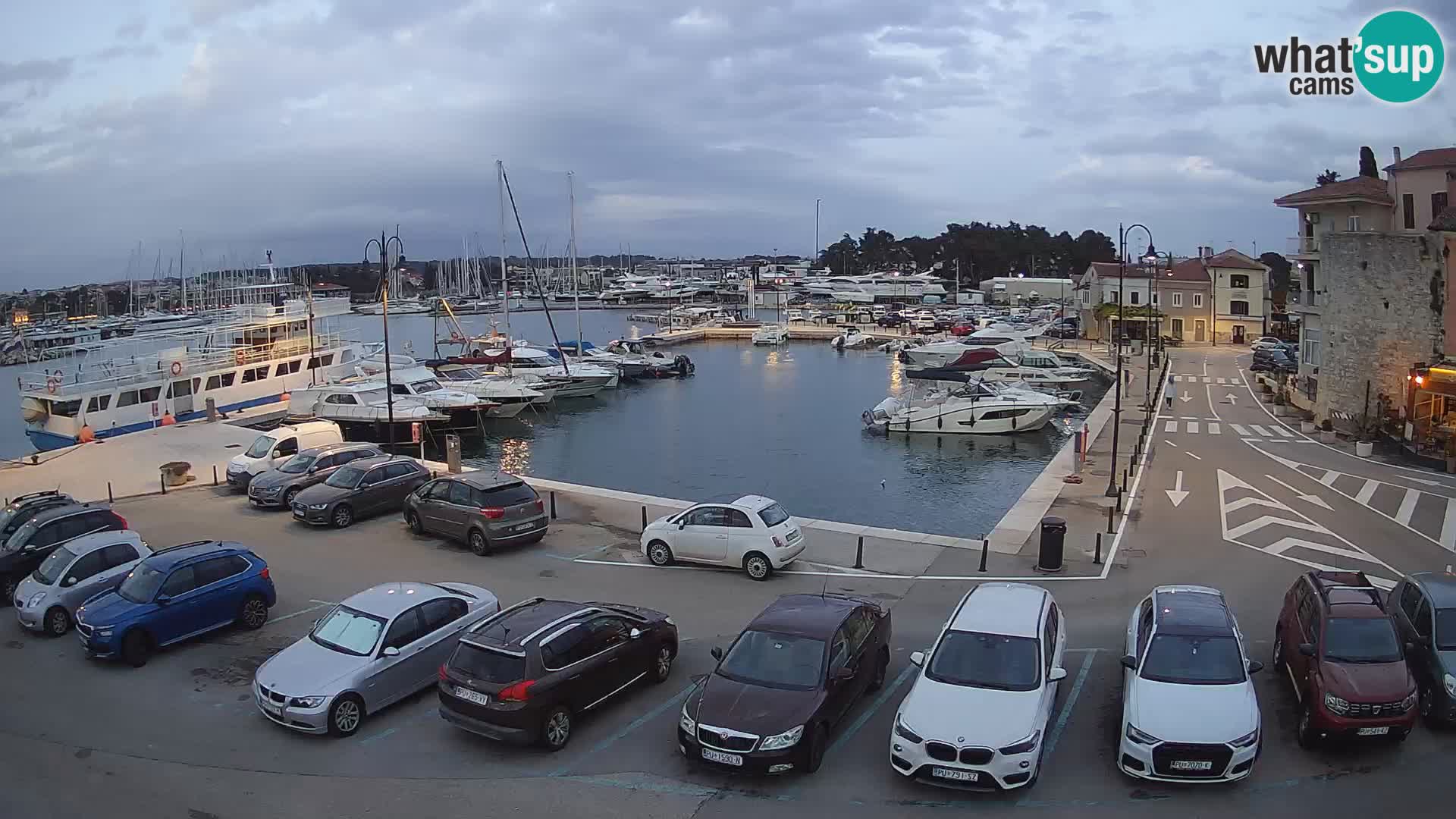 Novigrad | Porporela marina