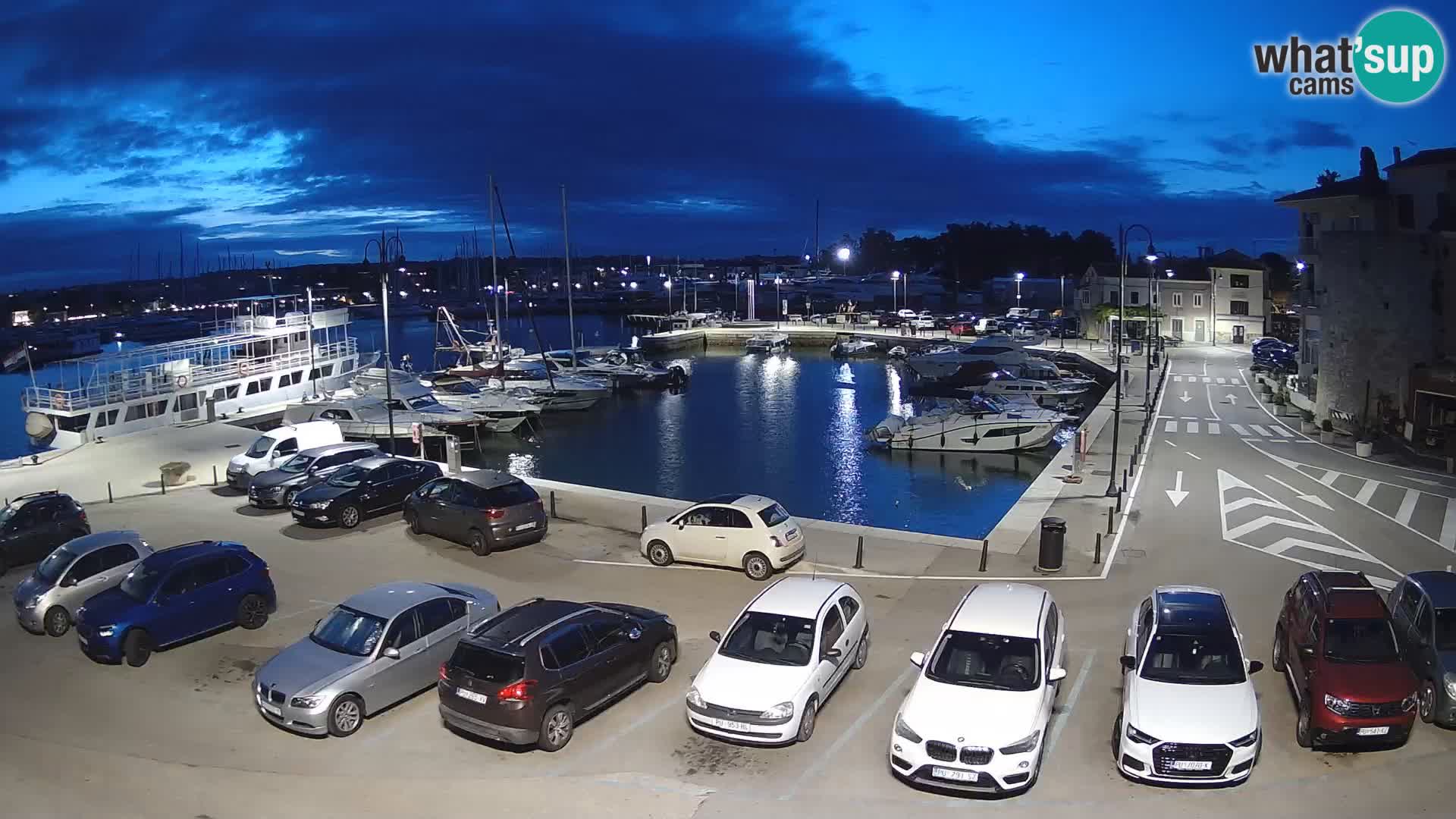 Novigrad | Porporela marina
