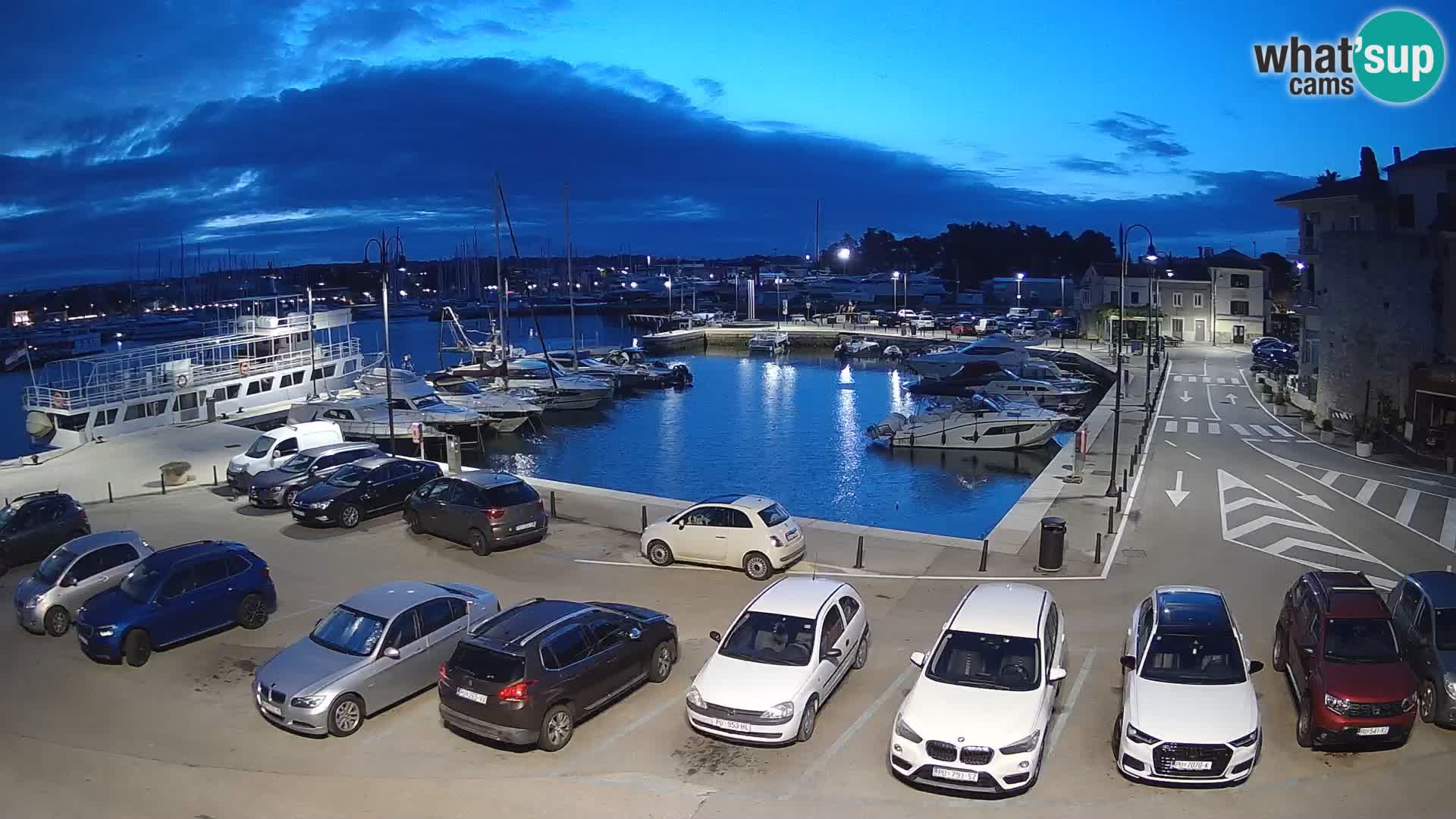 Novigrad | Porporela marina