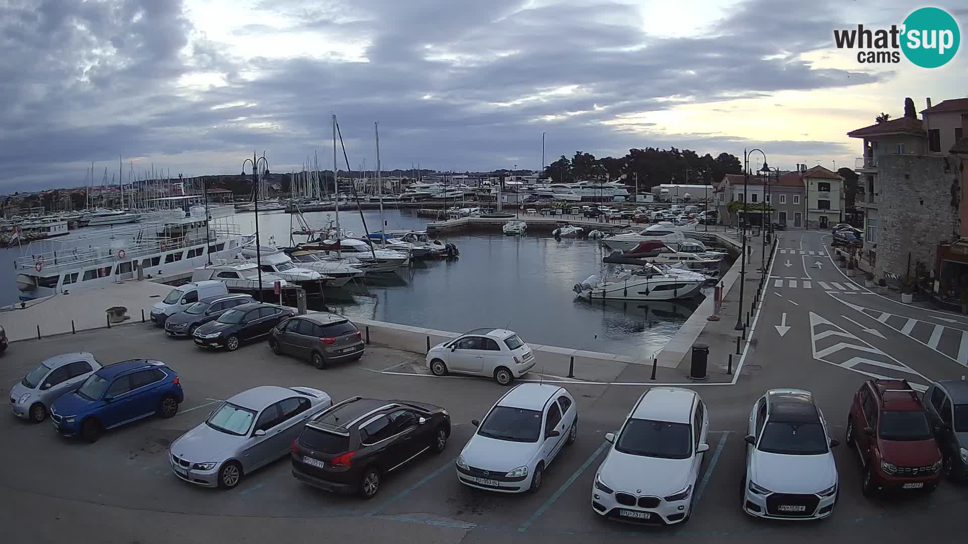 Novigrad | Porporela marina