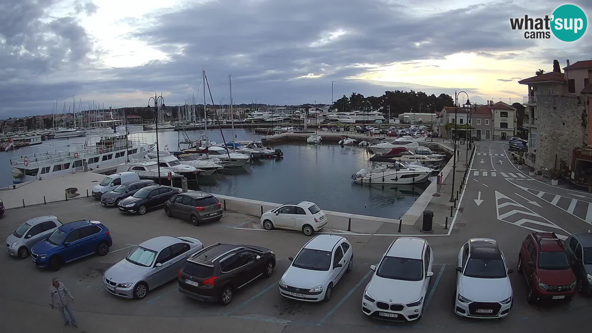 Novigrad | Porporela marina