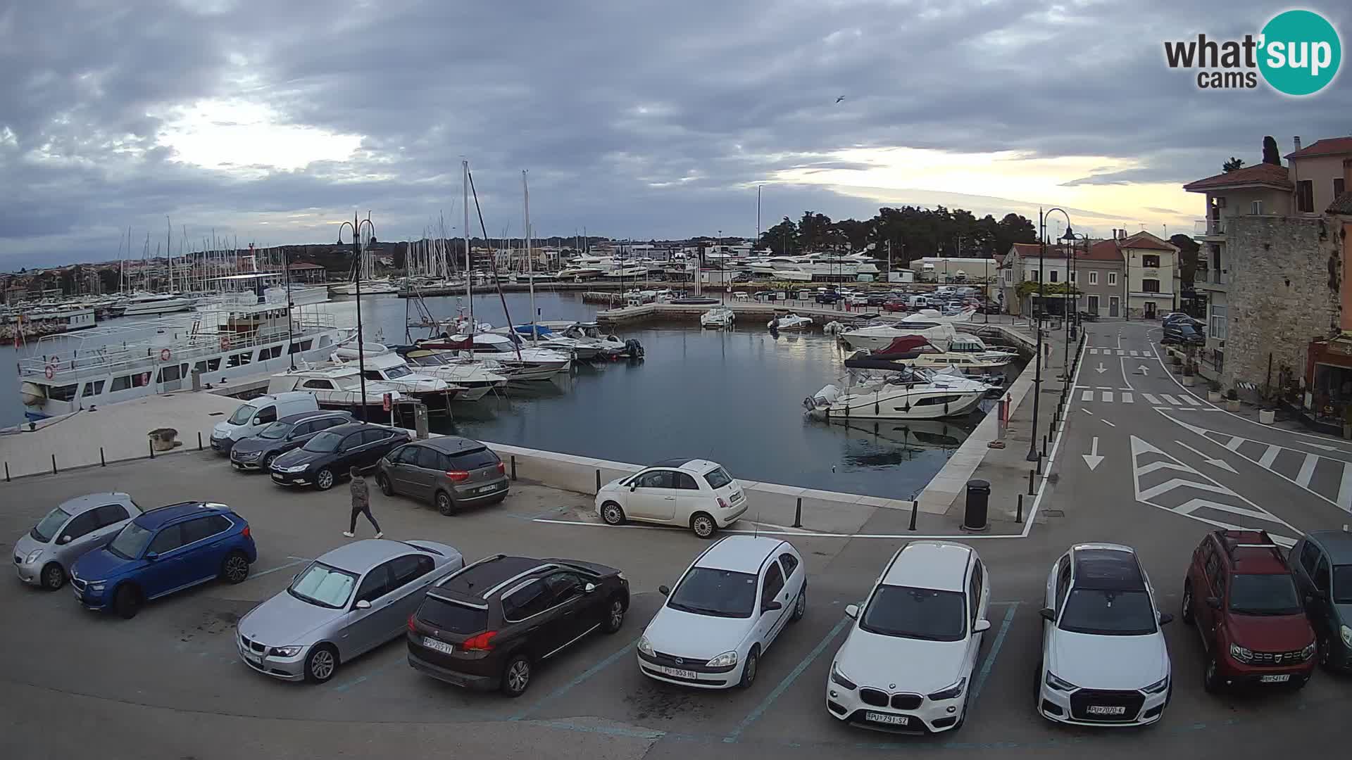Novigrad | Porporela marina