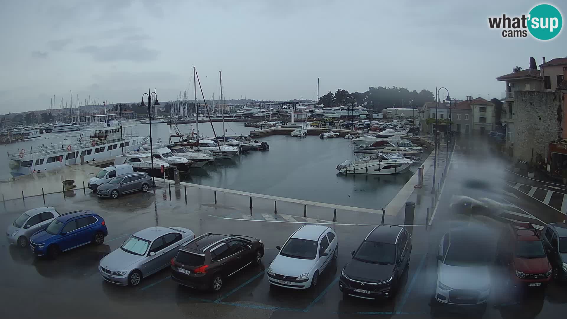 Novigrad | Porporela marina