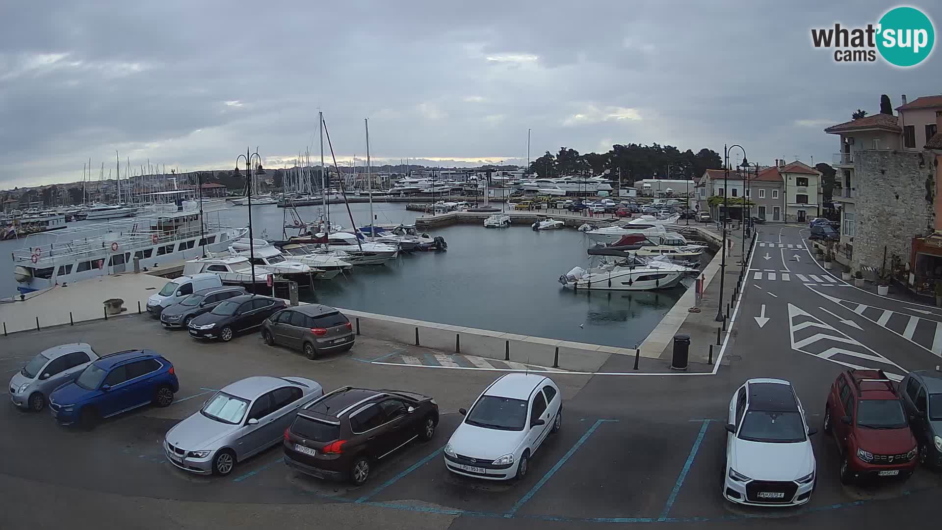 Novigrad | Porporela marina