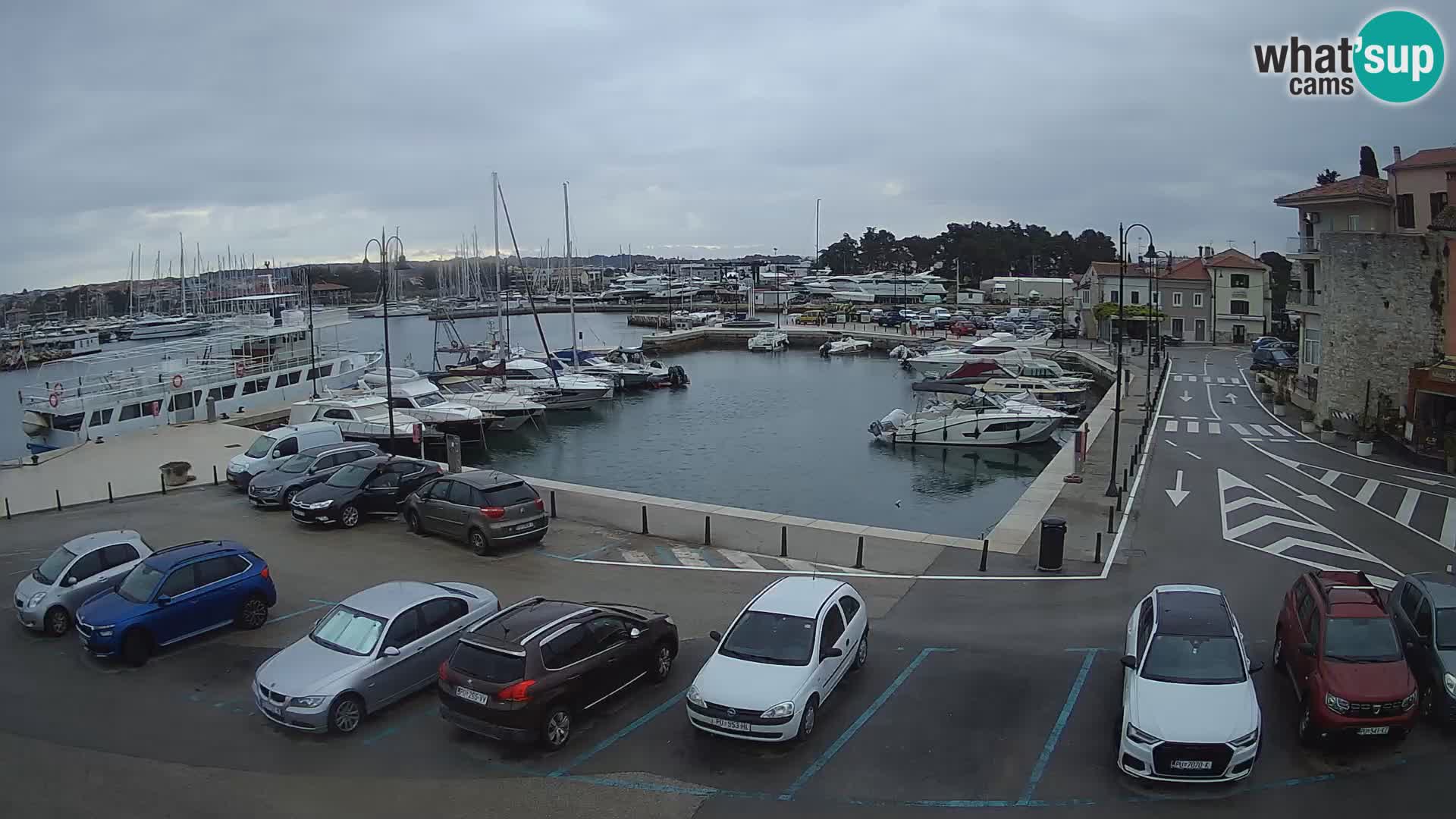 Novigrad | Porporela marina