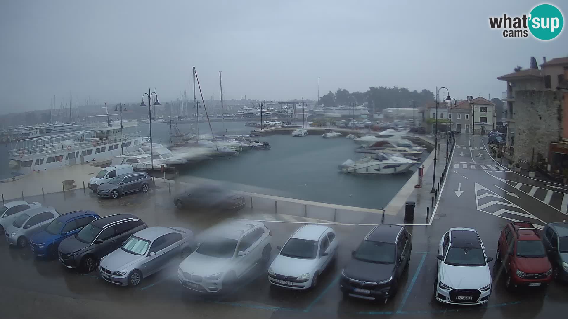 Novigrad | Porporela marina