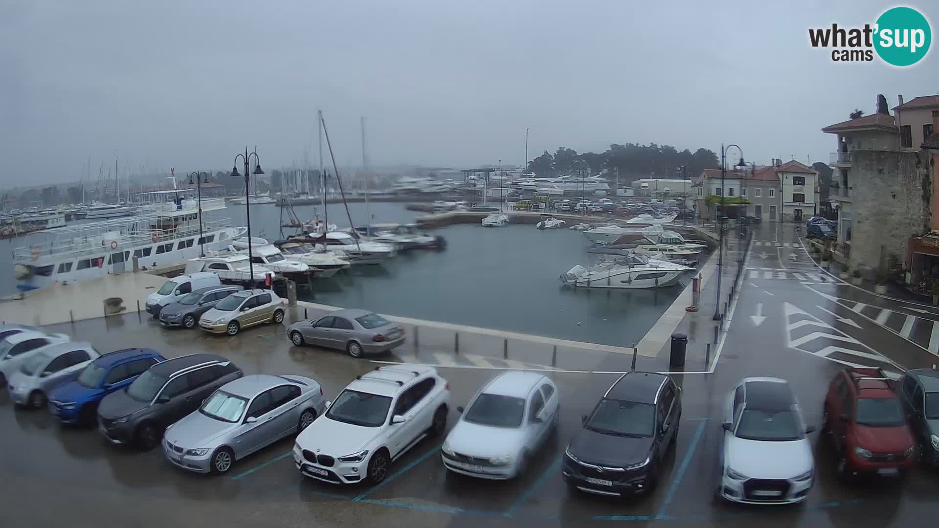 Novigrad | Porporela marina