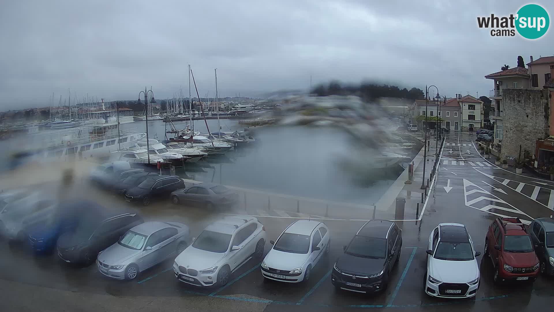Novigrad | Porporela marina