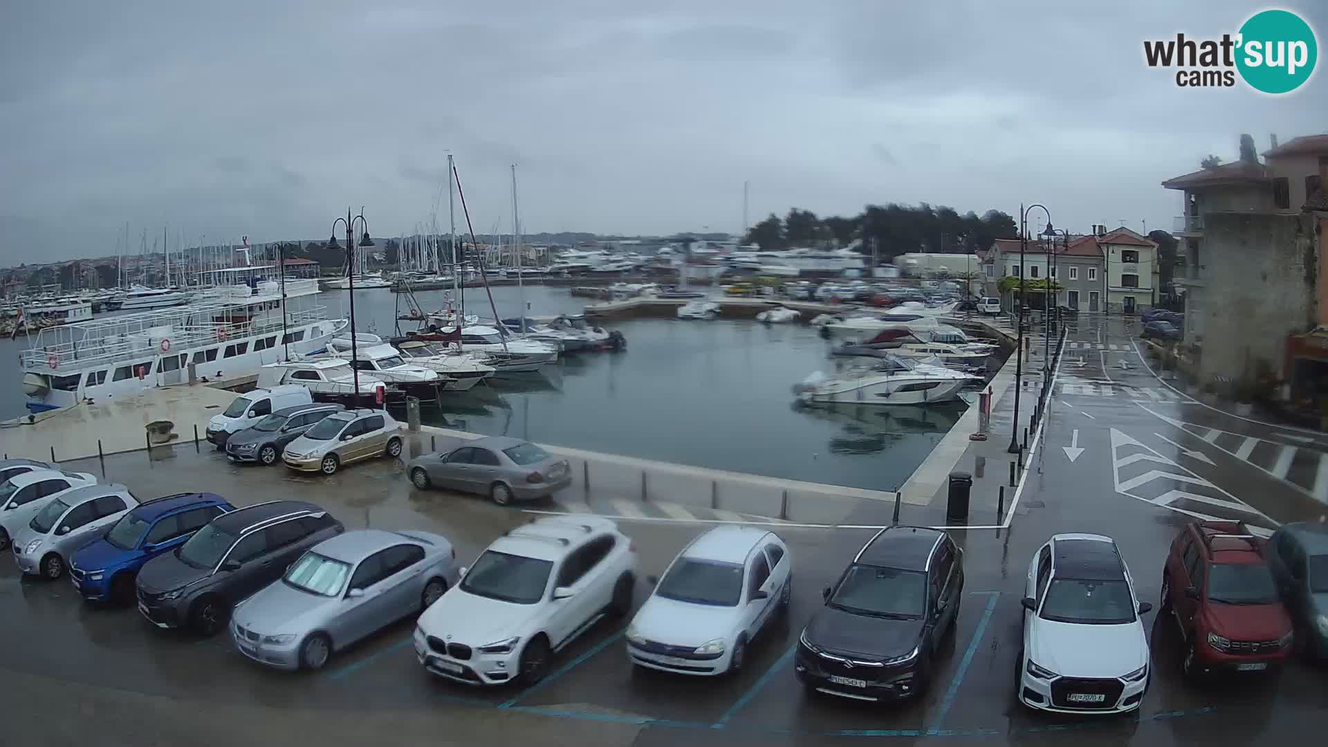 Novigrad | Porporela marina