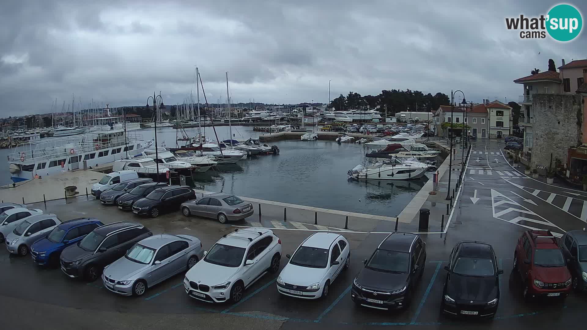 Novigrad | Porporela marina