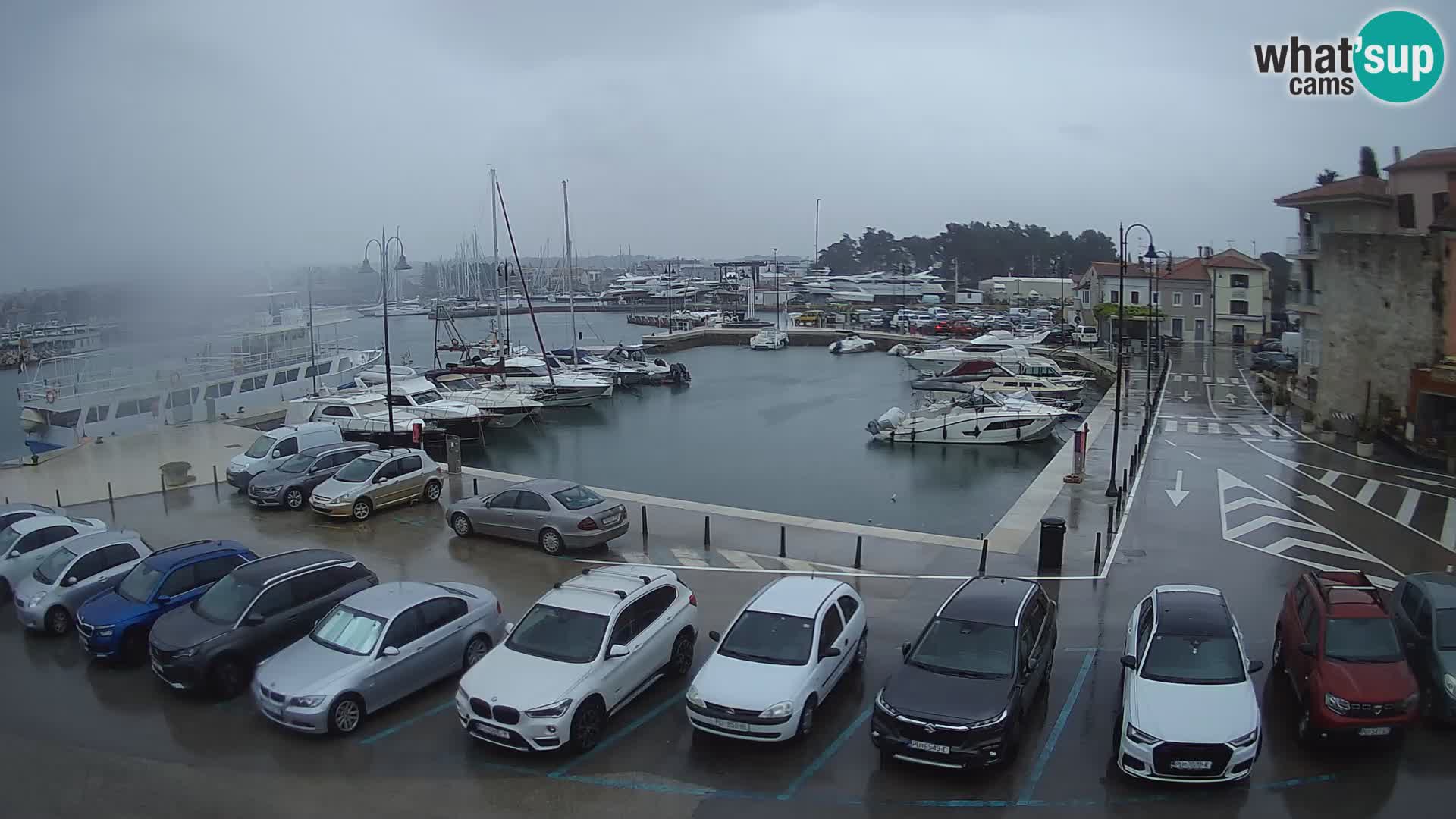 Novigrad | Porporela marina