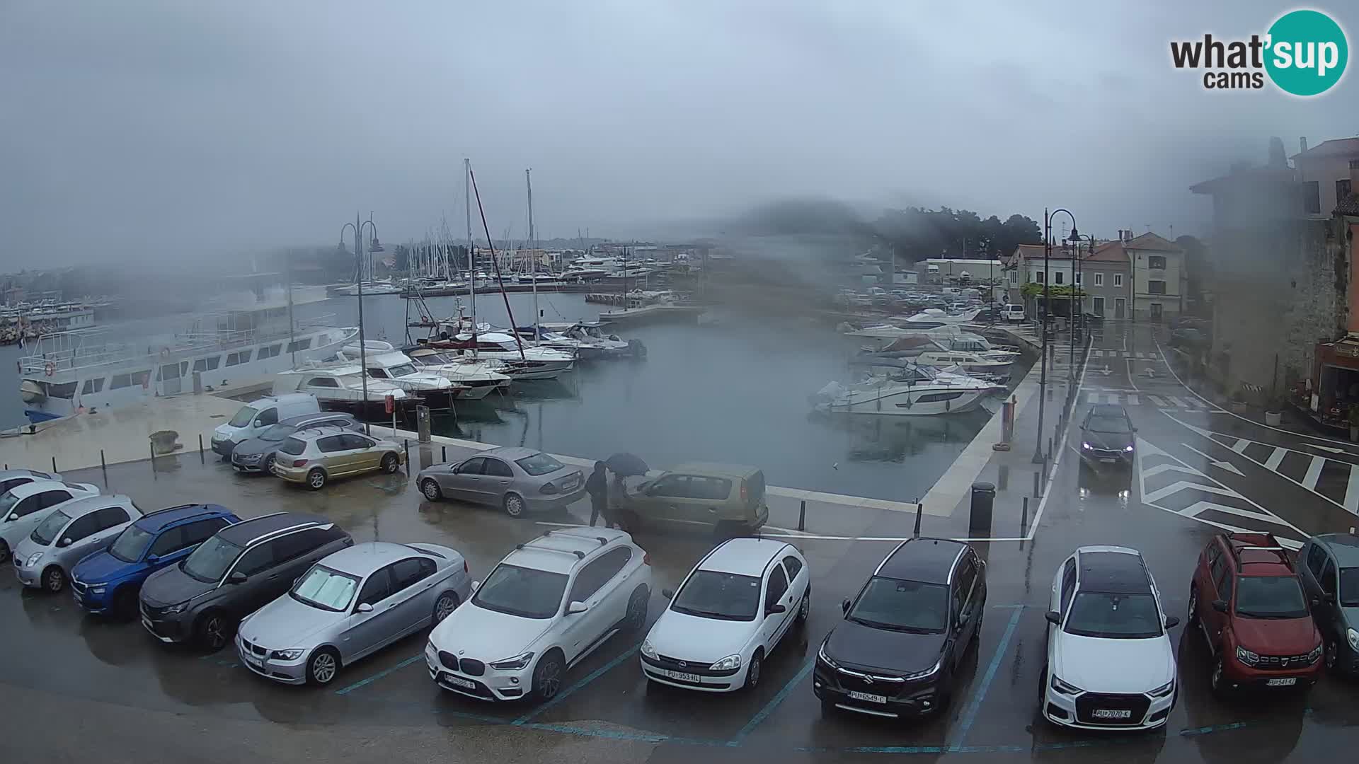 Novigrad | Porporela marina