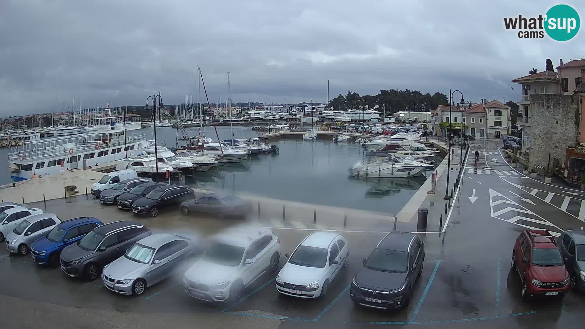 Novigrad | Porporela marina