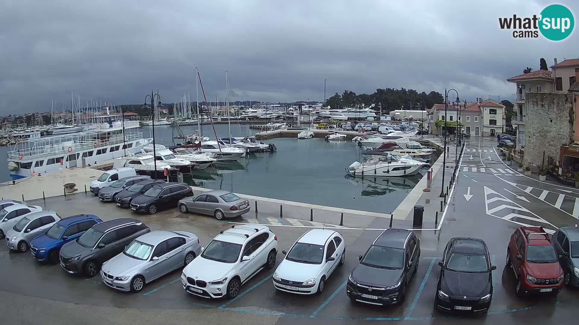 Novigrad | Porporela marina