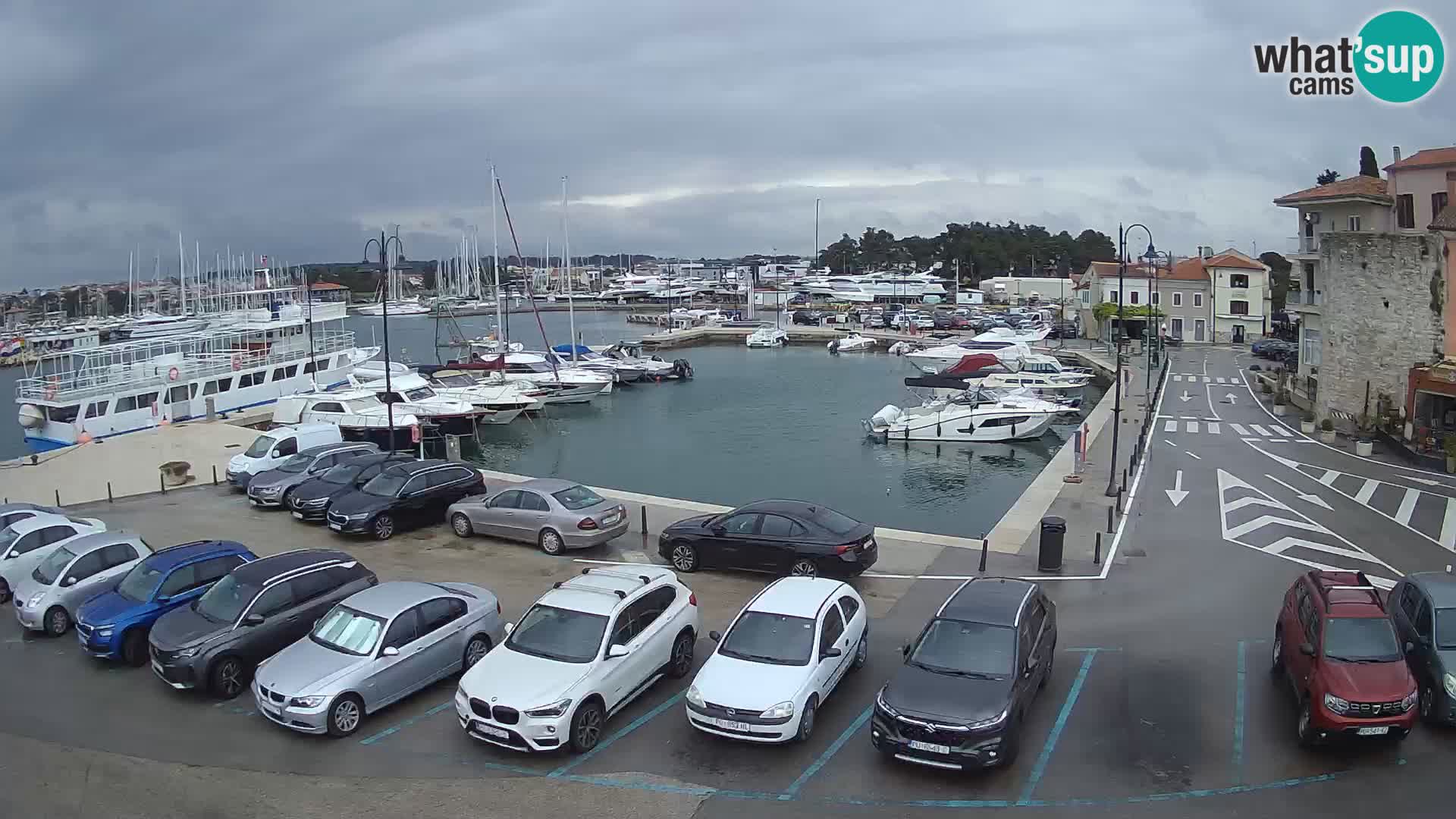 Novigrad | Porporela marina