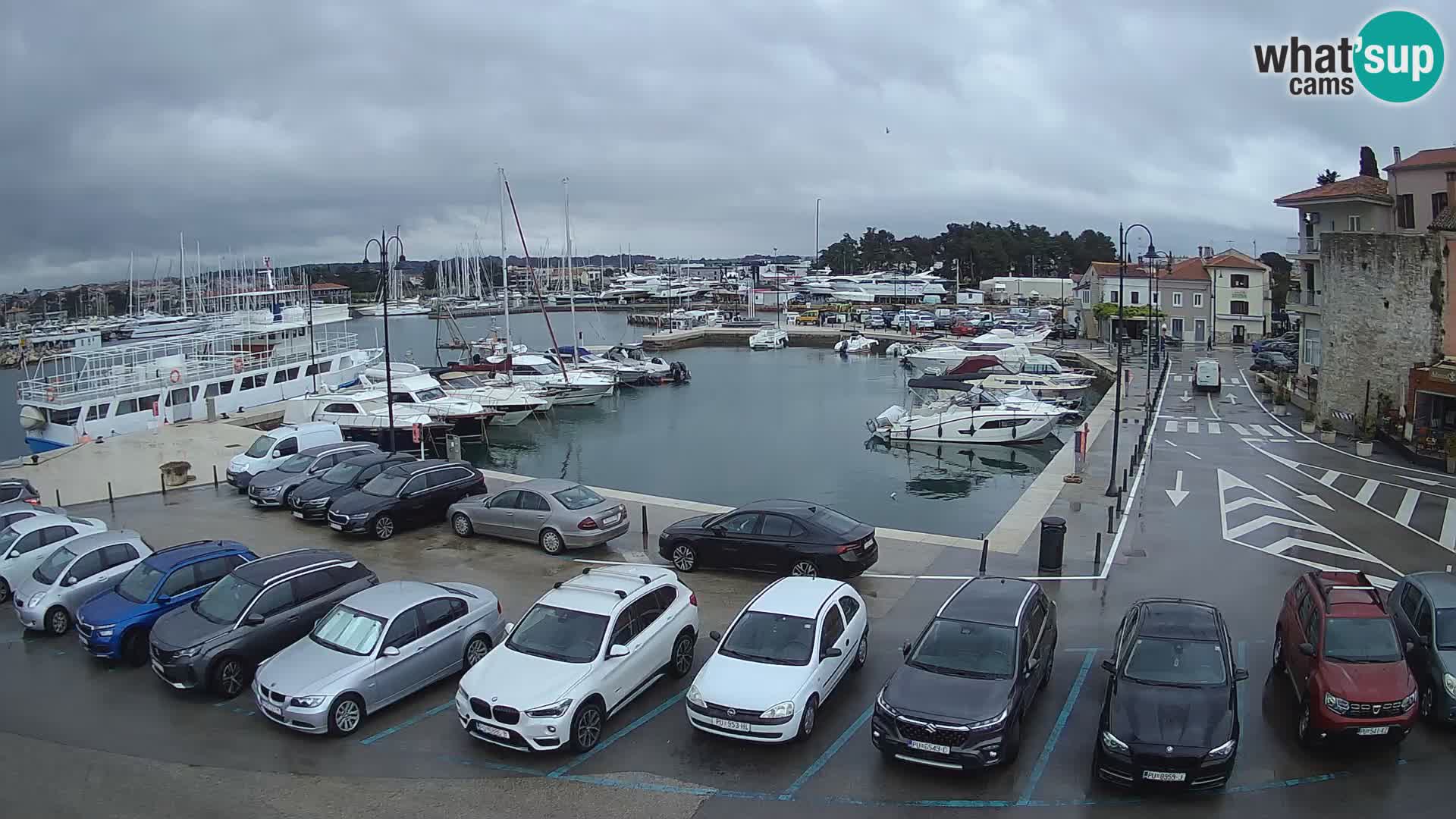 Novigrad | Porporela marina