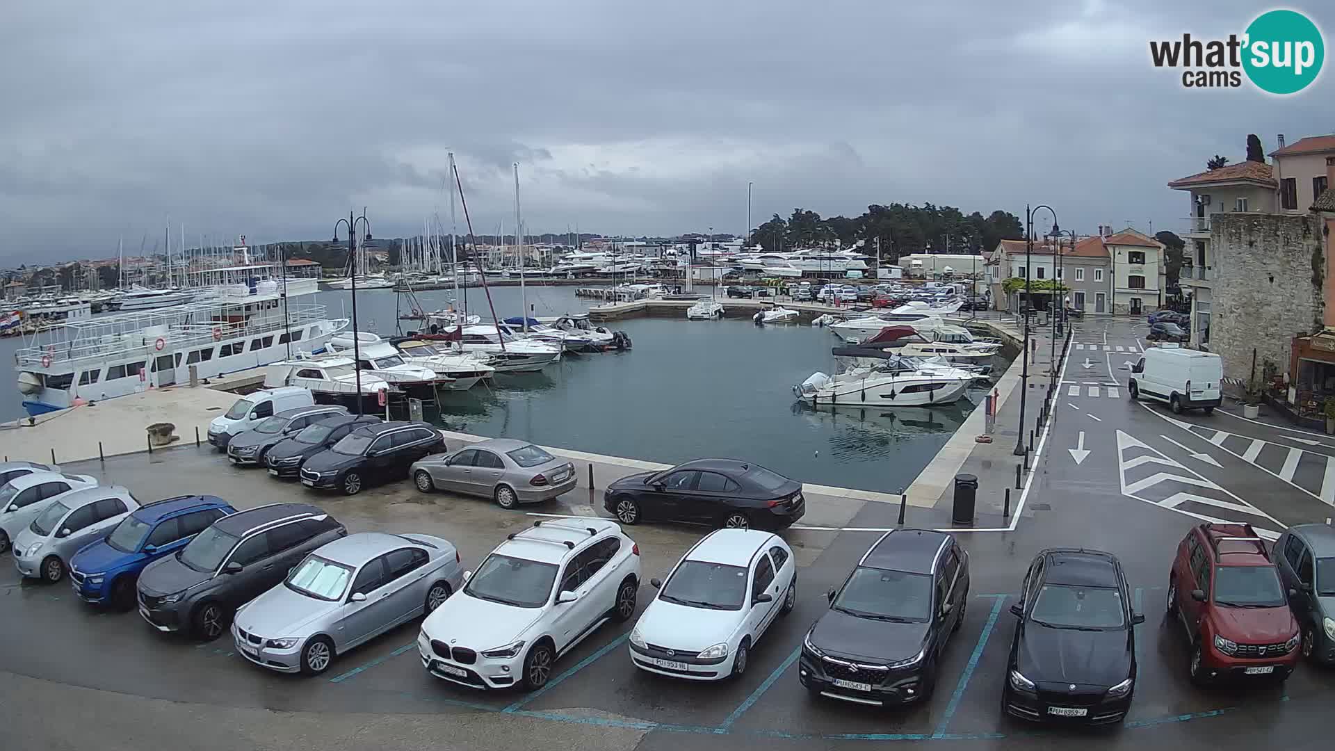 Novigrad | Porporela marina