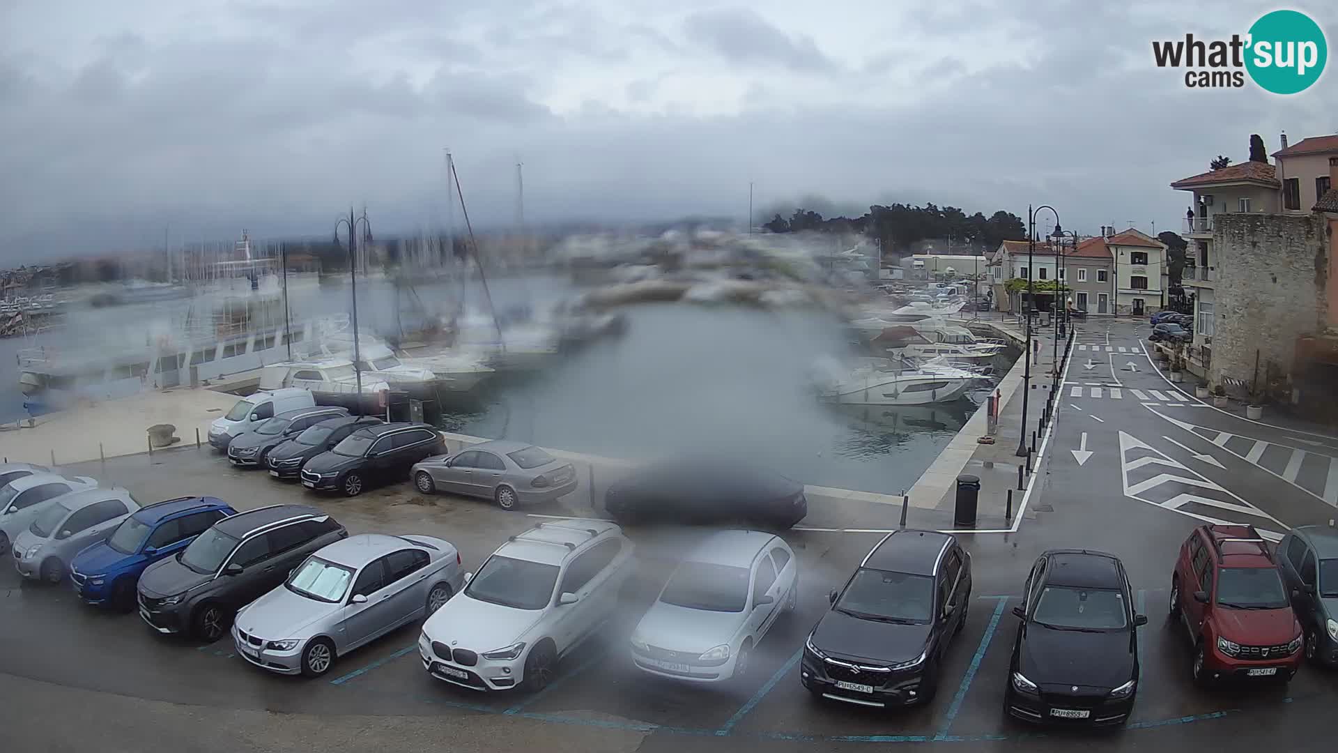Novigrad | Porporela marina