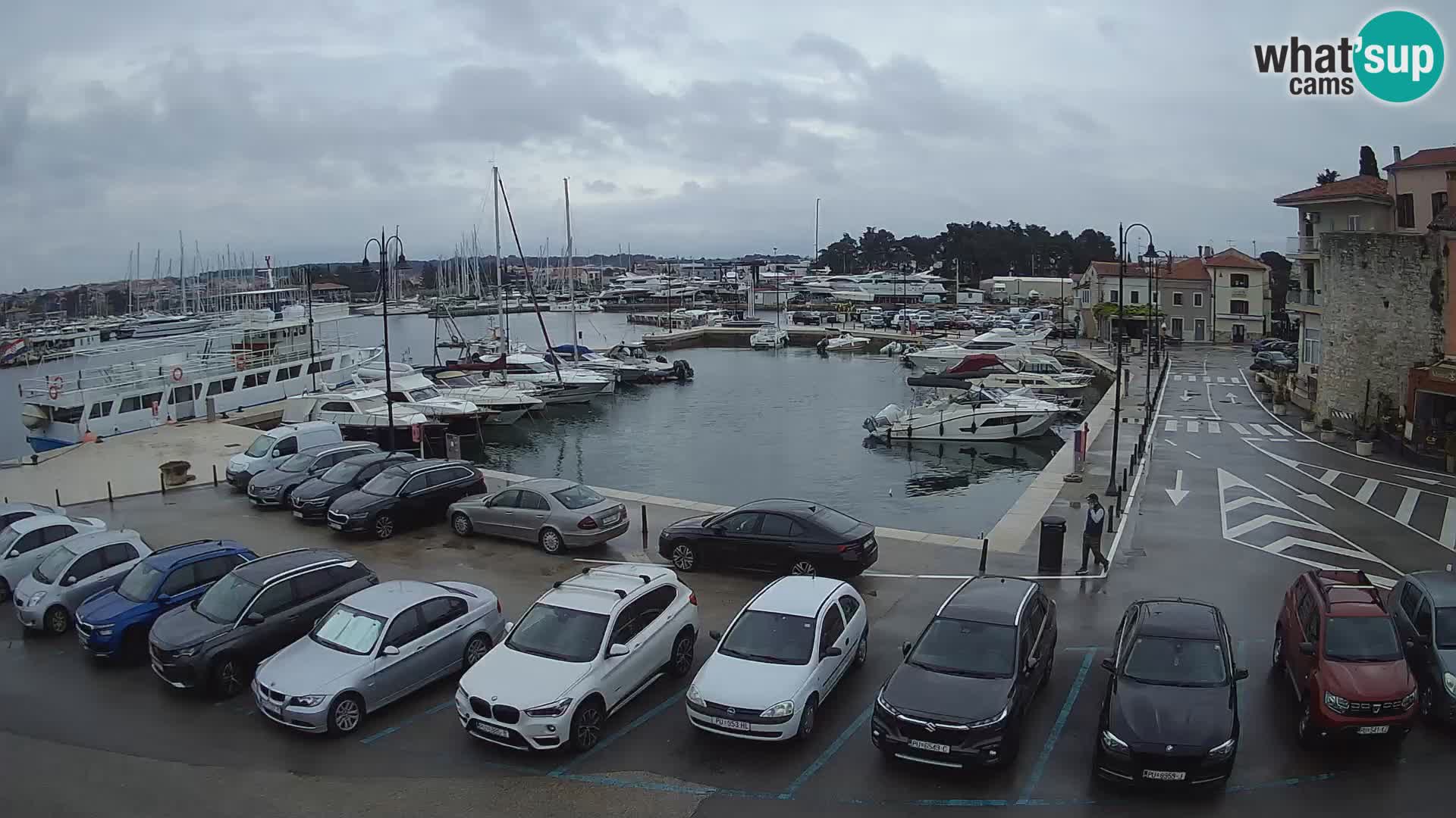 Novigrad | Porporela marina