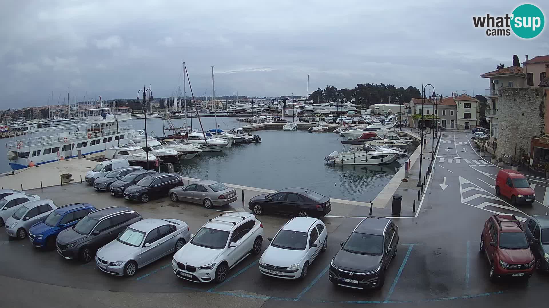Novigrad | Porporela marina