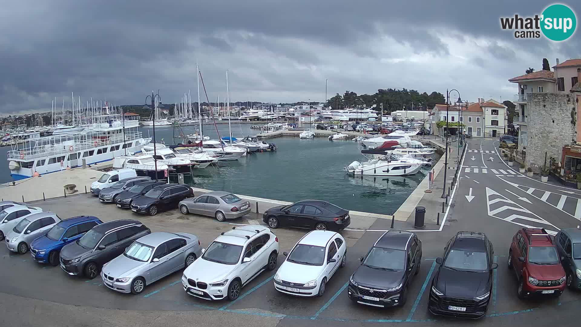 Novigrad | Porporela marina