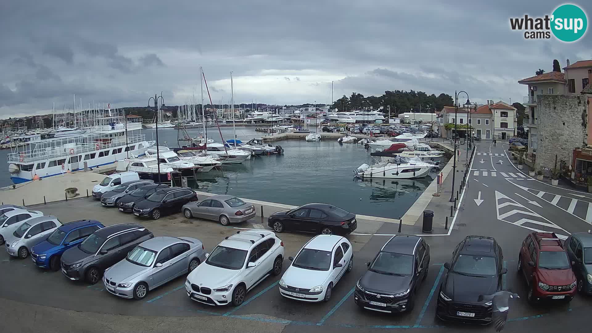 Novigrad | Porporela marina