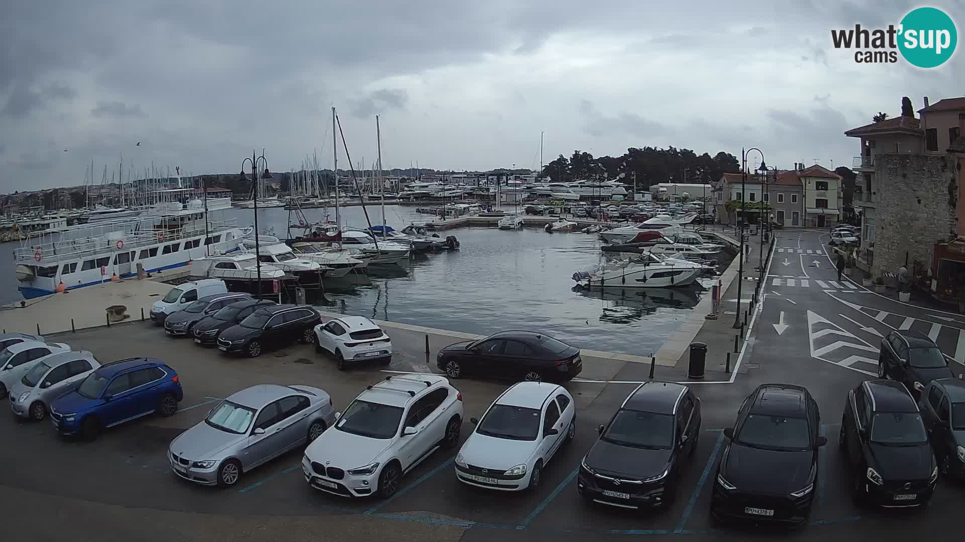Novigrad | Porporela marina