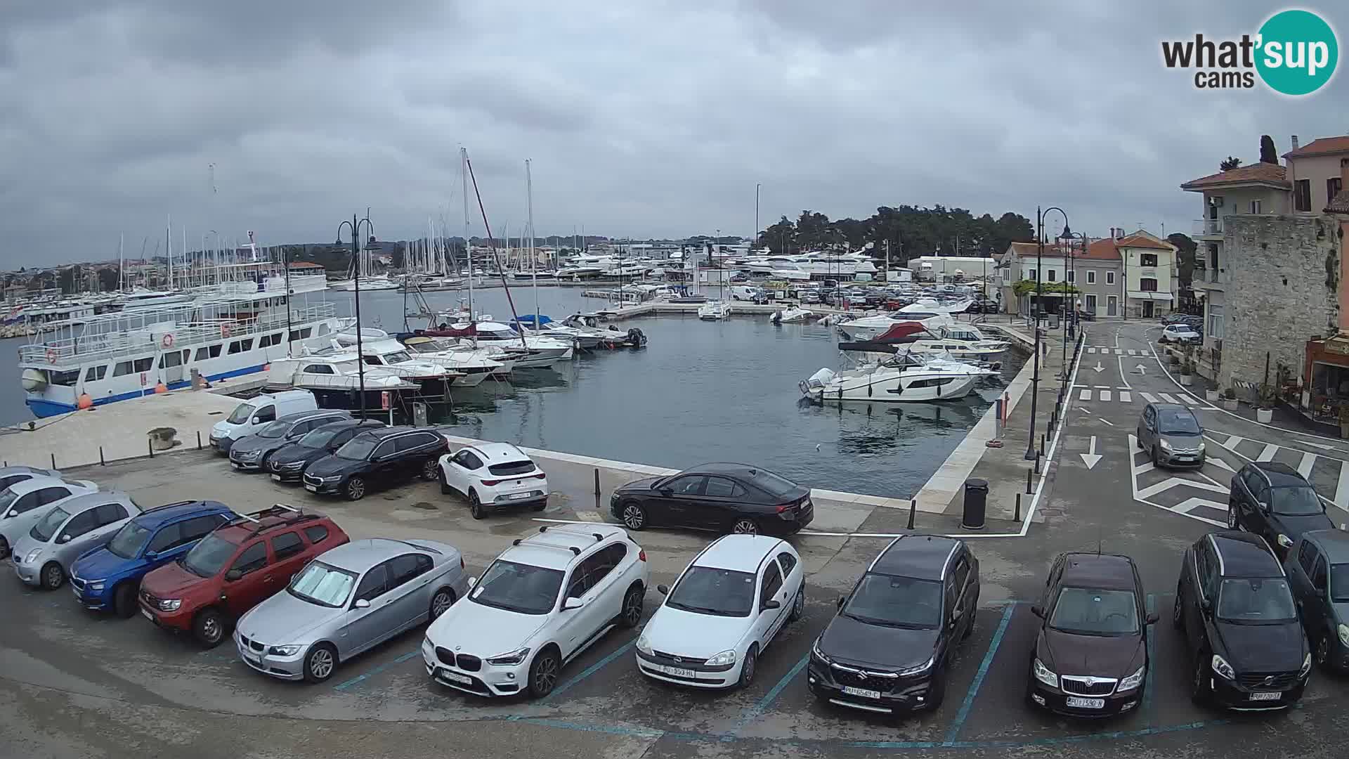 Novigrad | Porporela marina
