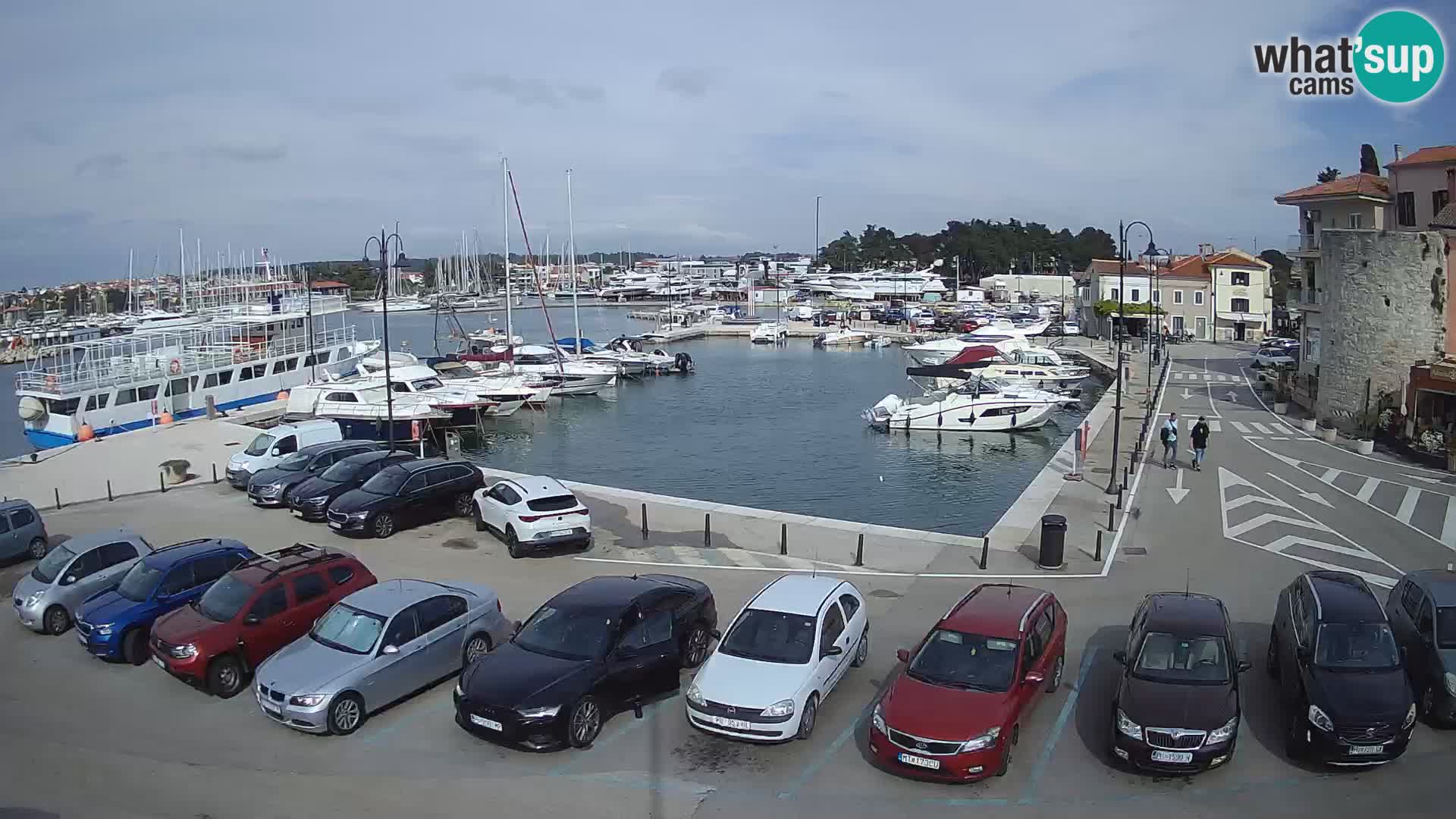 Novigrad | Porporela marina