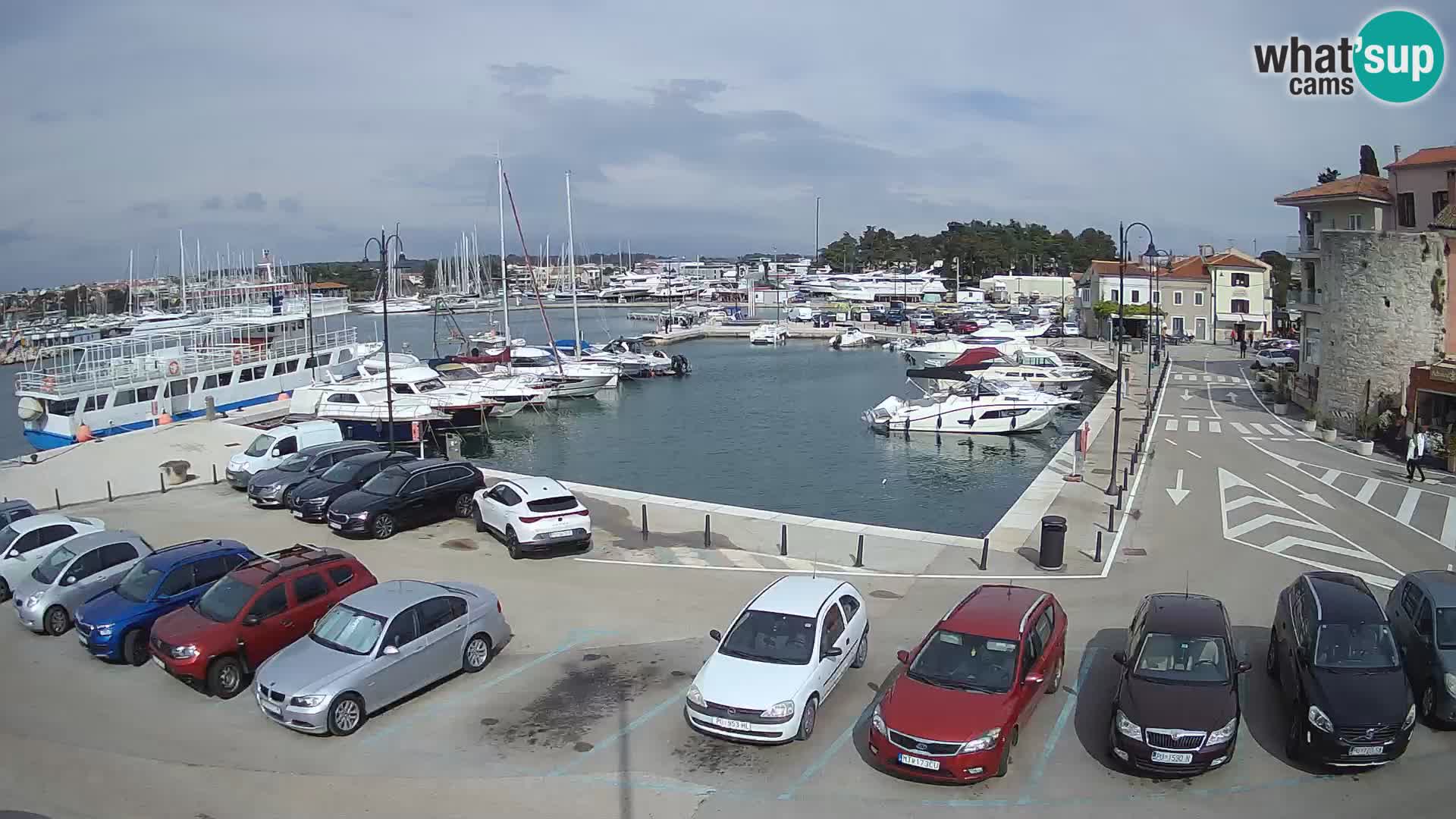 Novigrad | Porporela marina