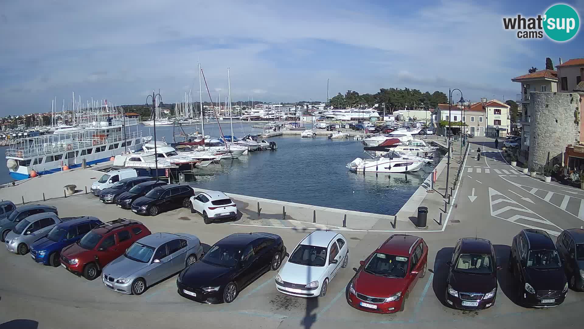 Novigrad | Porporela marina