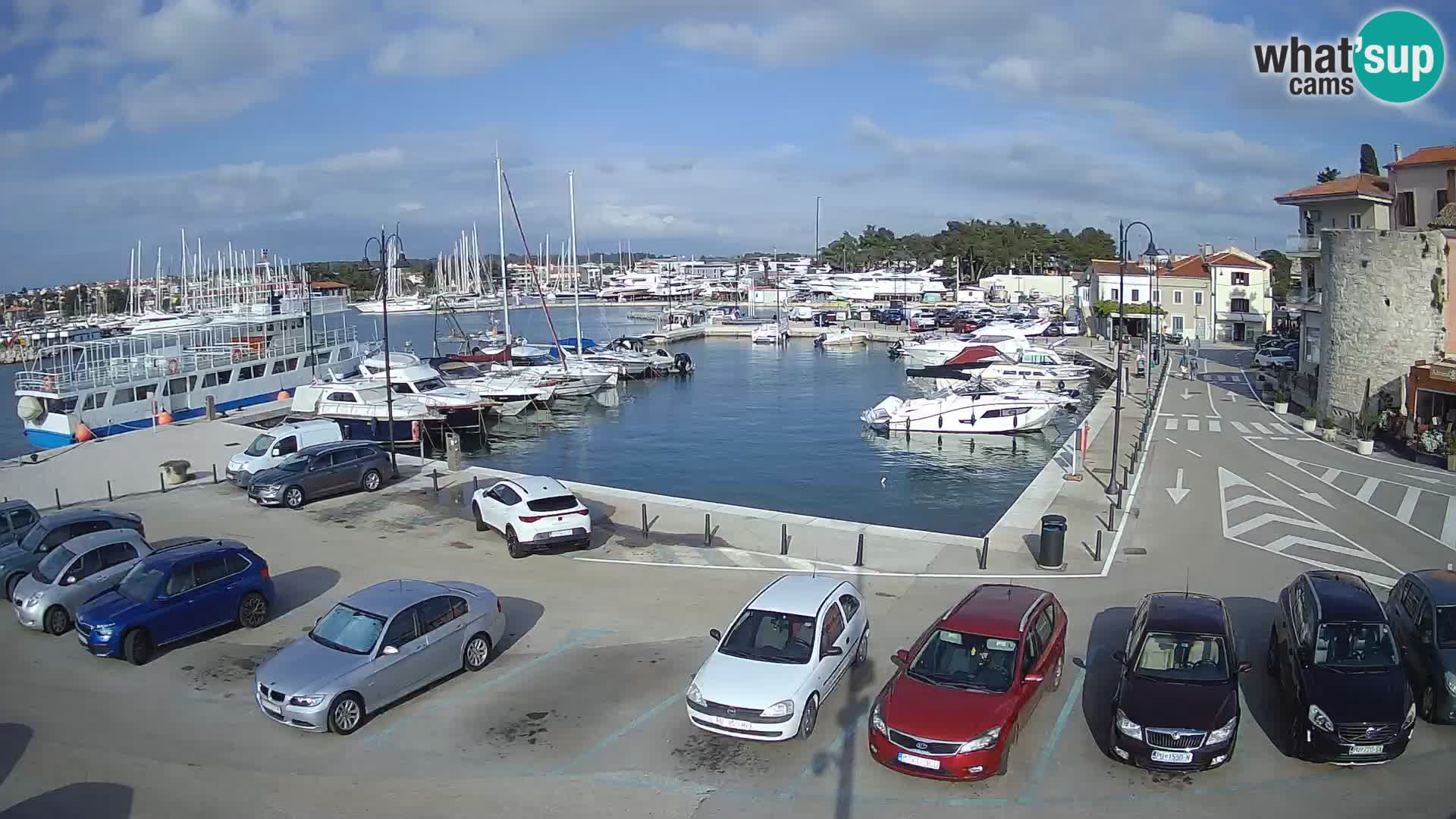 Novigrad | Porporela marina