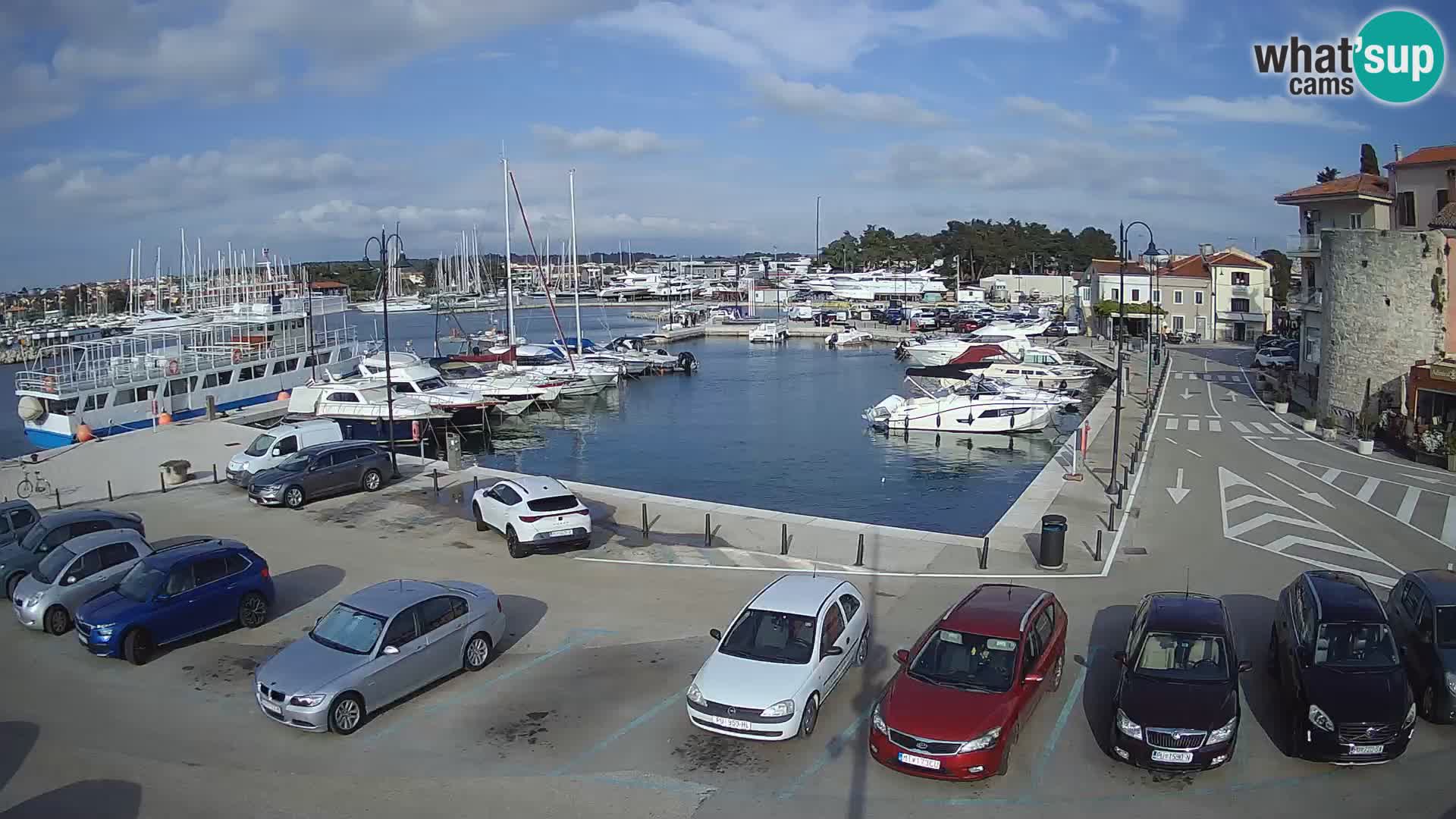 Novigrad | Porporela marina