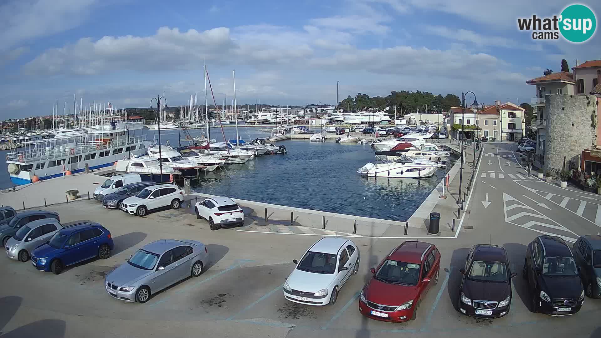 Novigrad | Porporela marina