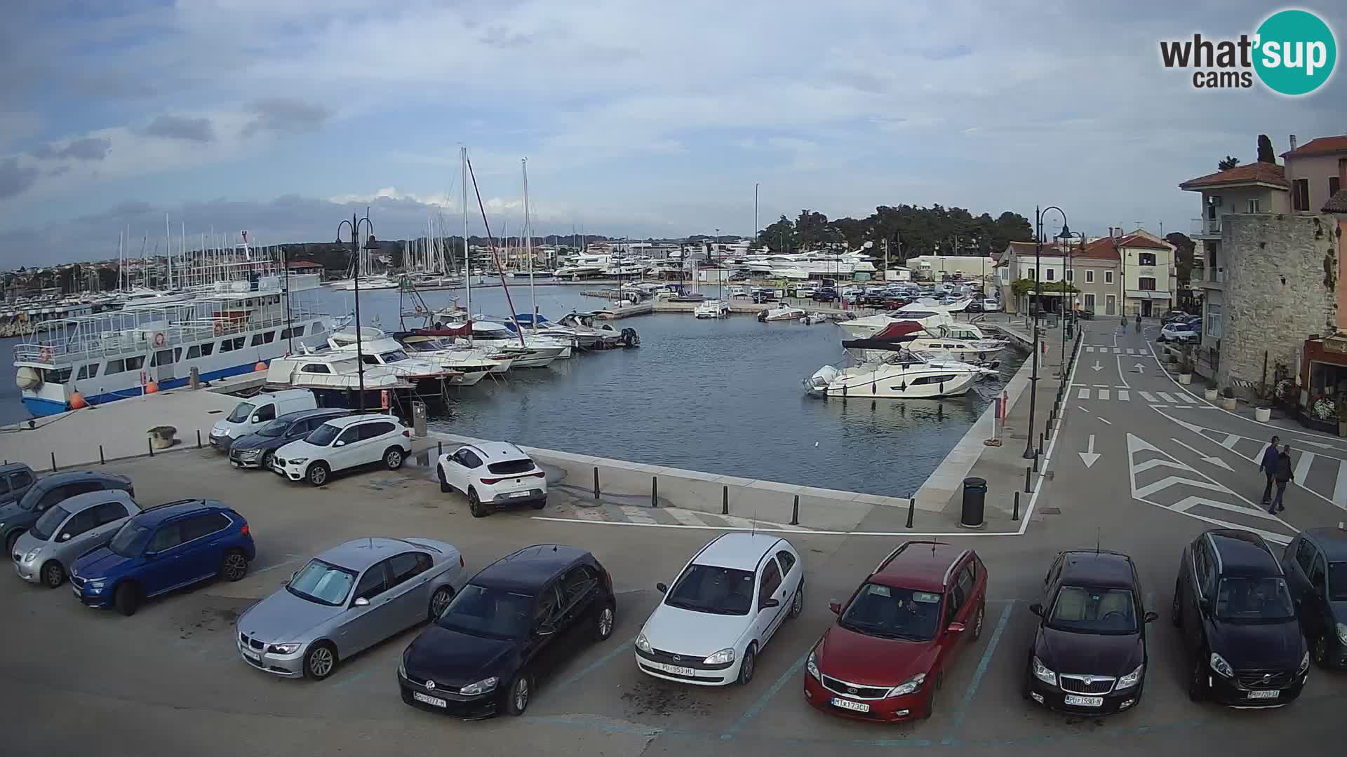Novigrad | Porporela marina