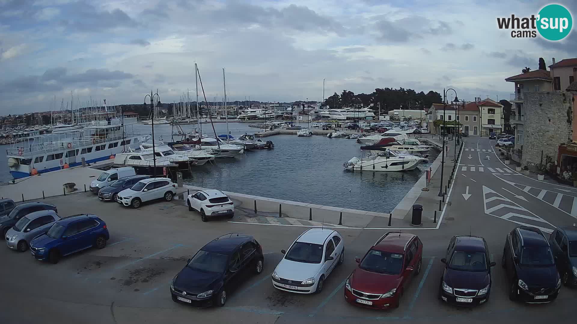 Novigrad | Porporela marina