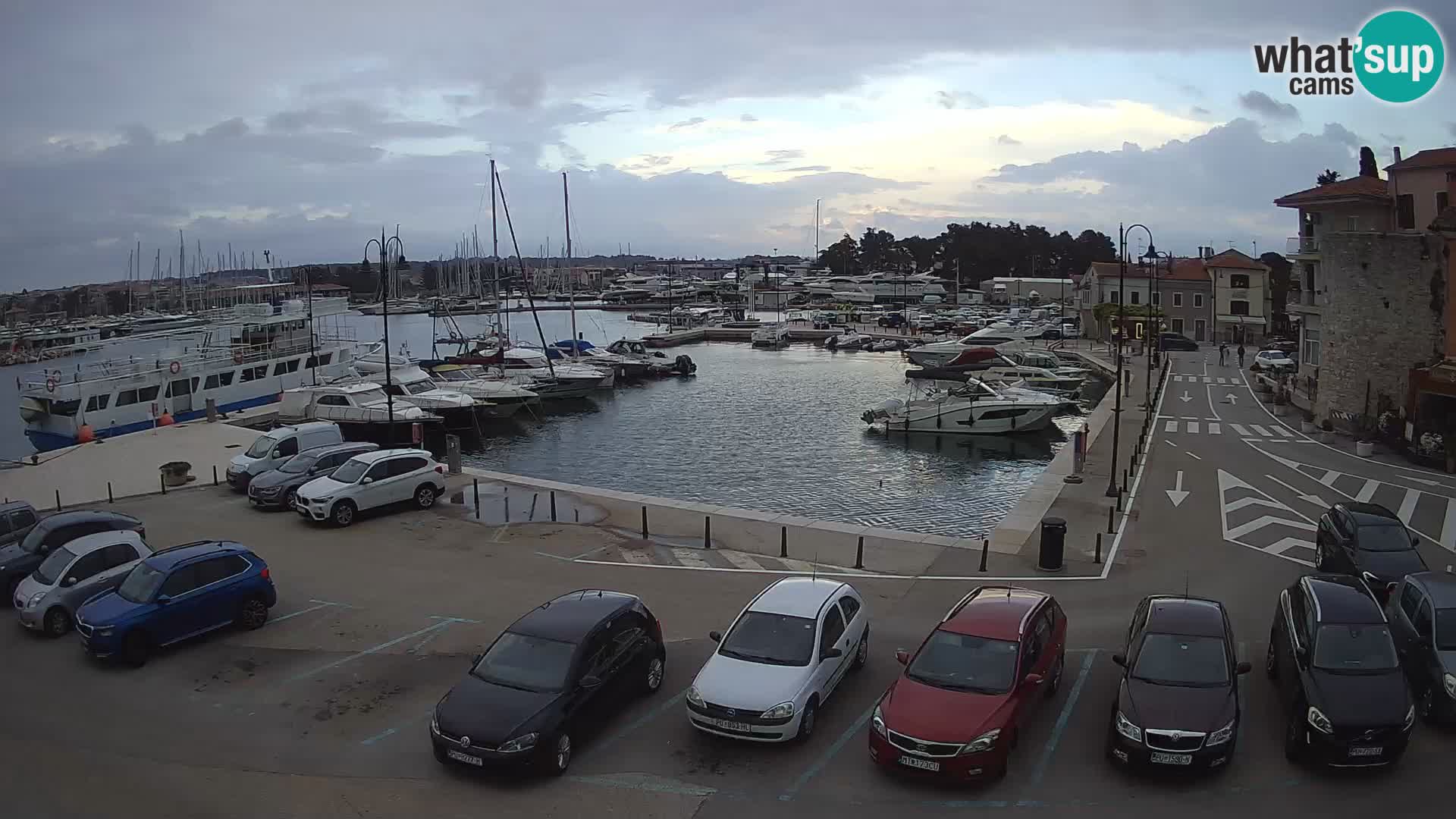 Novigrad | Porporela marina
