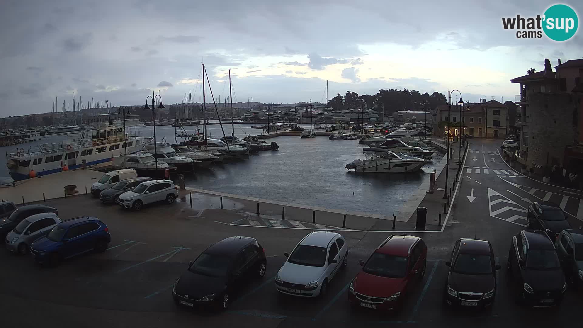 Novigrad | Porporela marina
