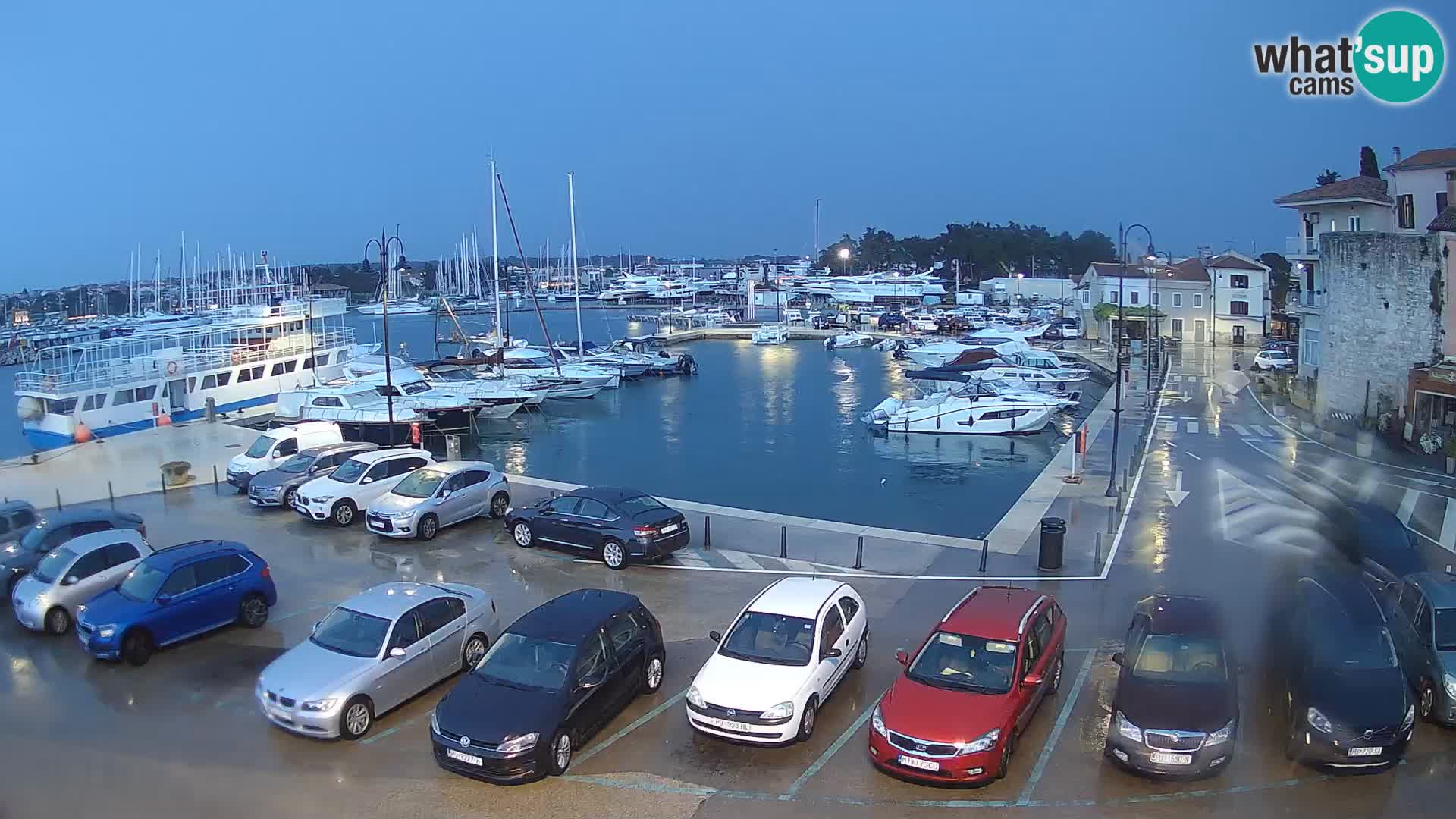 Novigrad | Porporela marina
