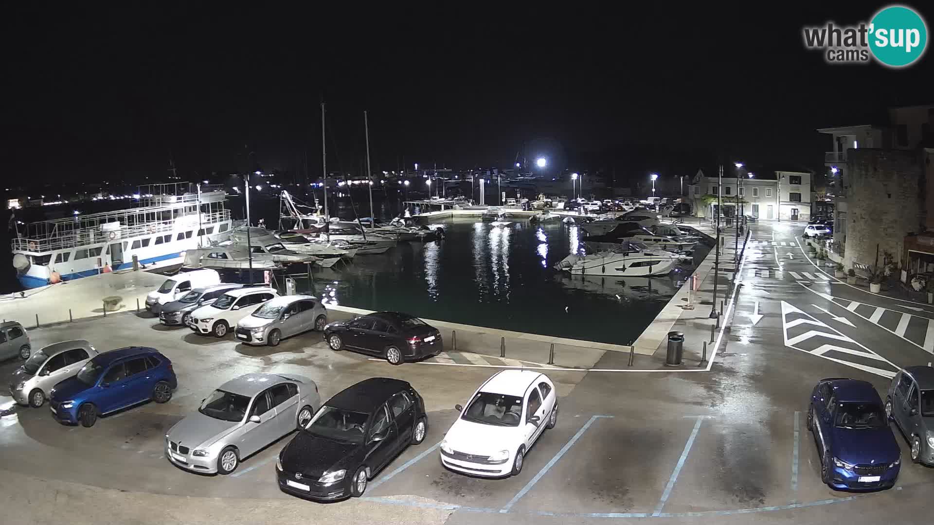 Novigrad | Porporela marina